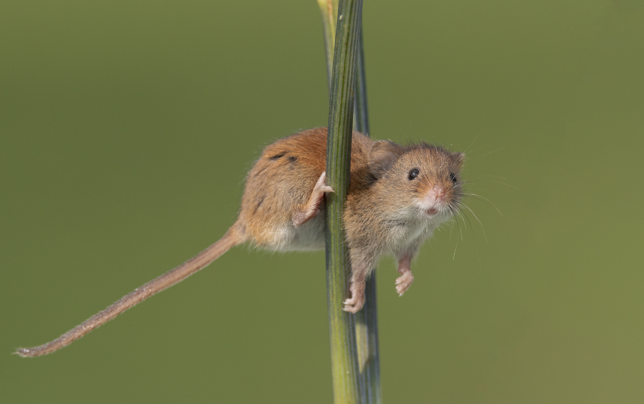 harvest mouse, mouse, rodent, animals, nature, wildlife, canon, MARIA KULA