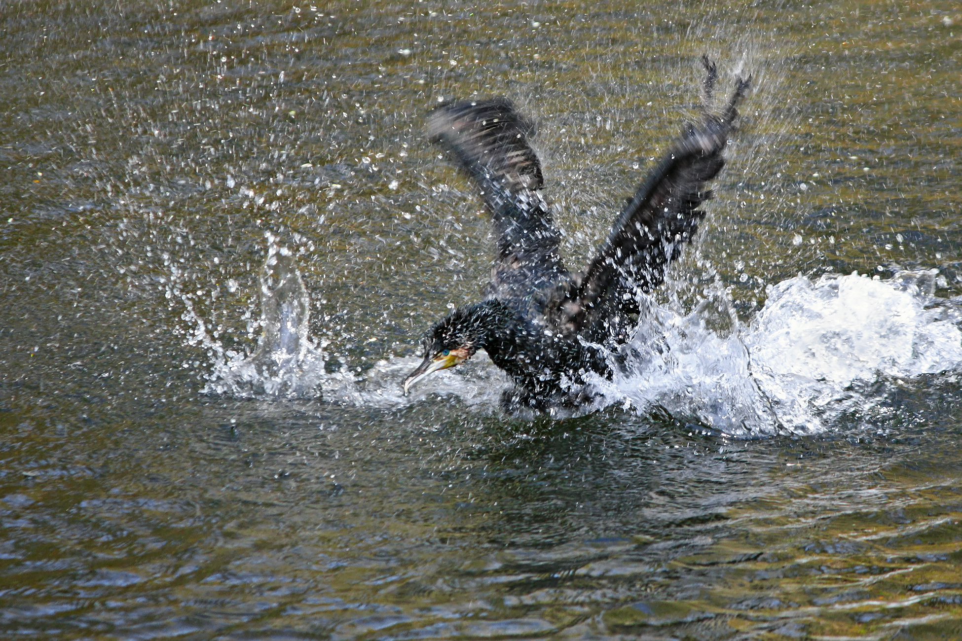 большой баклан, phalacrocorax carbo, КарОл