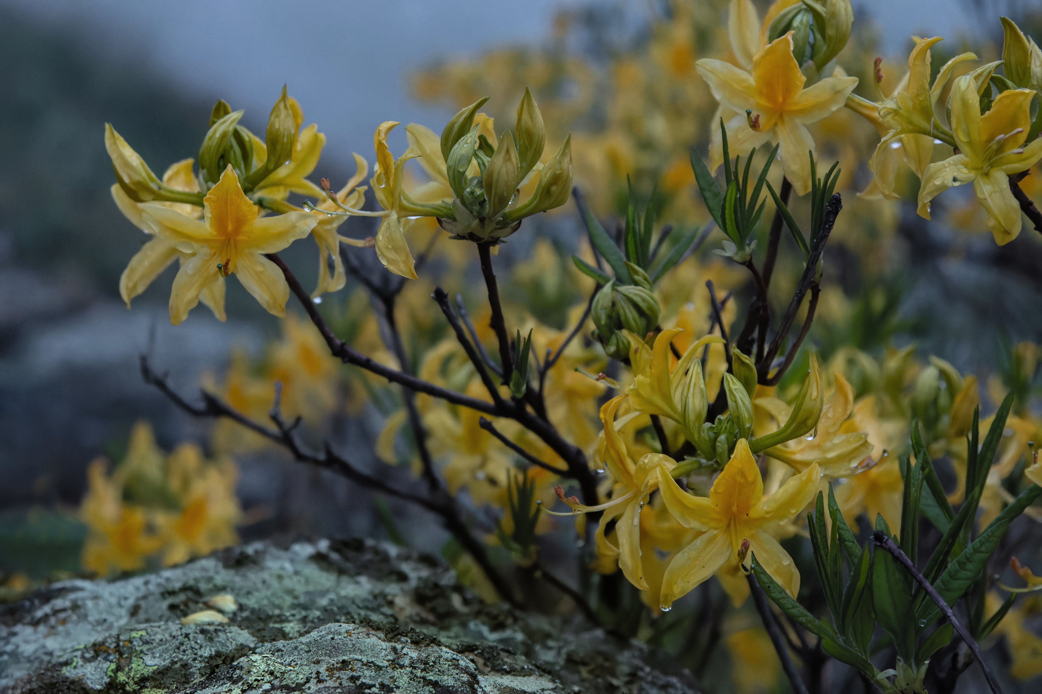 рододендрон цветение цветок горы, Светлана Холодняк
