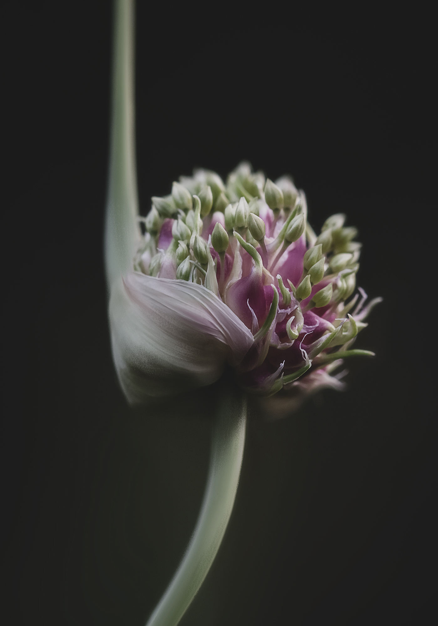 garlic, flower, чеснок, G Eirene