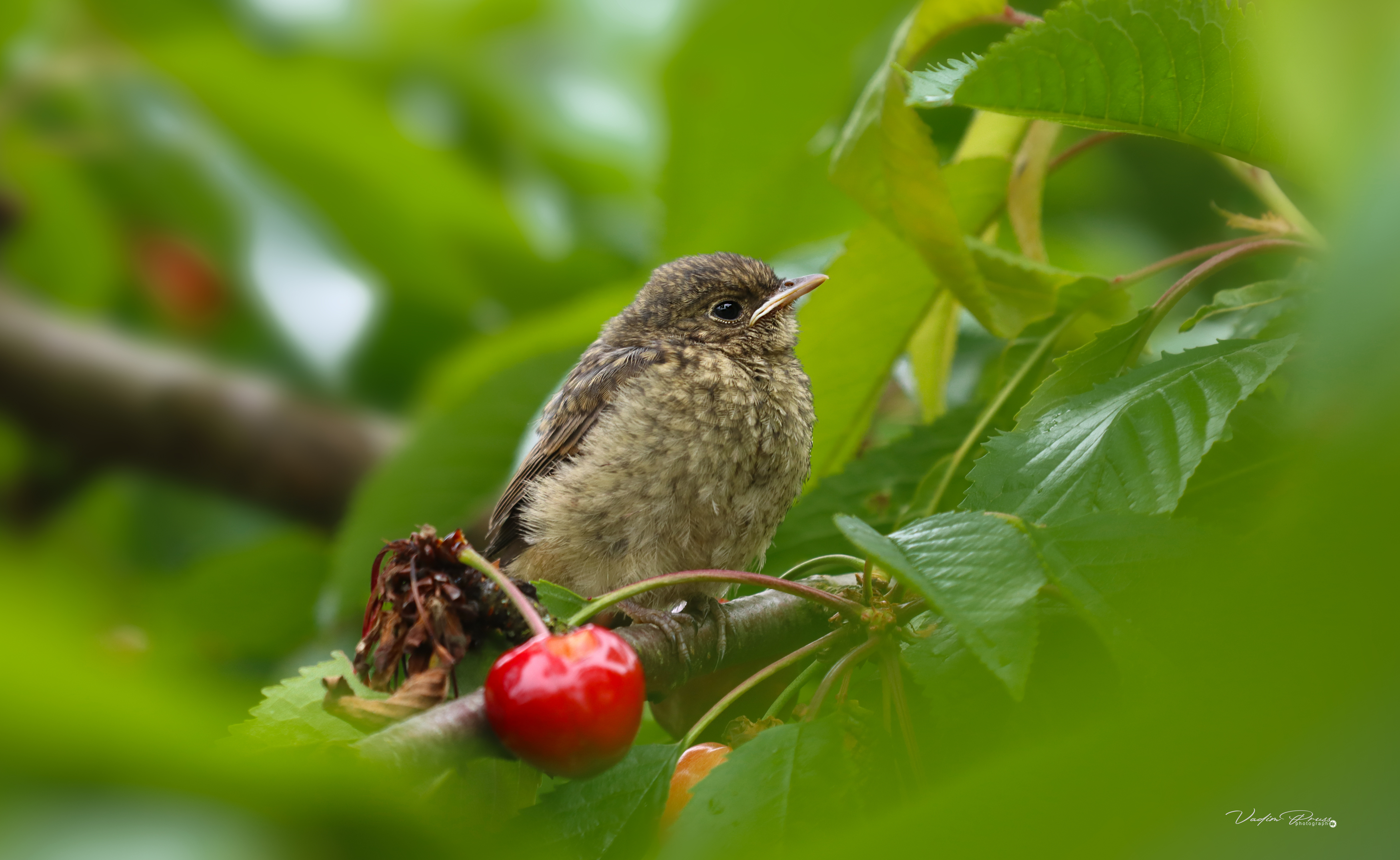 животные, птица, птенец, лето, обед, фотография, природа, Россия, Свирин Вадим, animals, bird, chick, summer, lunch, photography, nature, Russia, Vadim Svirin, Vadim Svirin