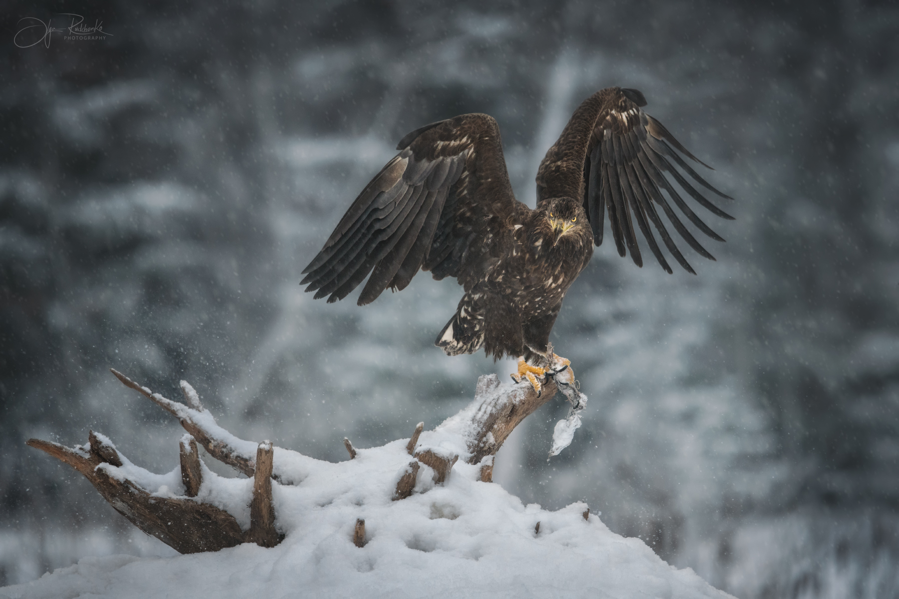 орлан, орлан белохвост, беларусь, красный бор, eagle, white-tailed eagle, дикая природа 35photo, Рудченко Ольга