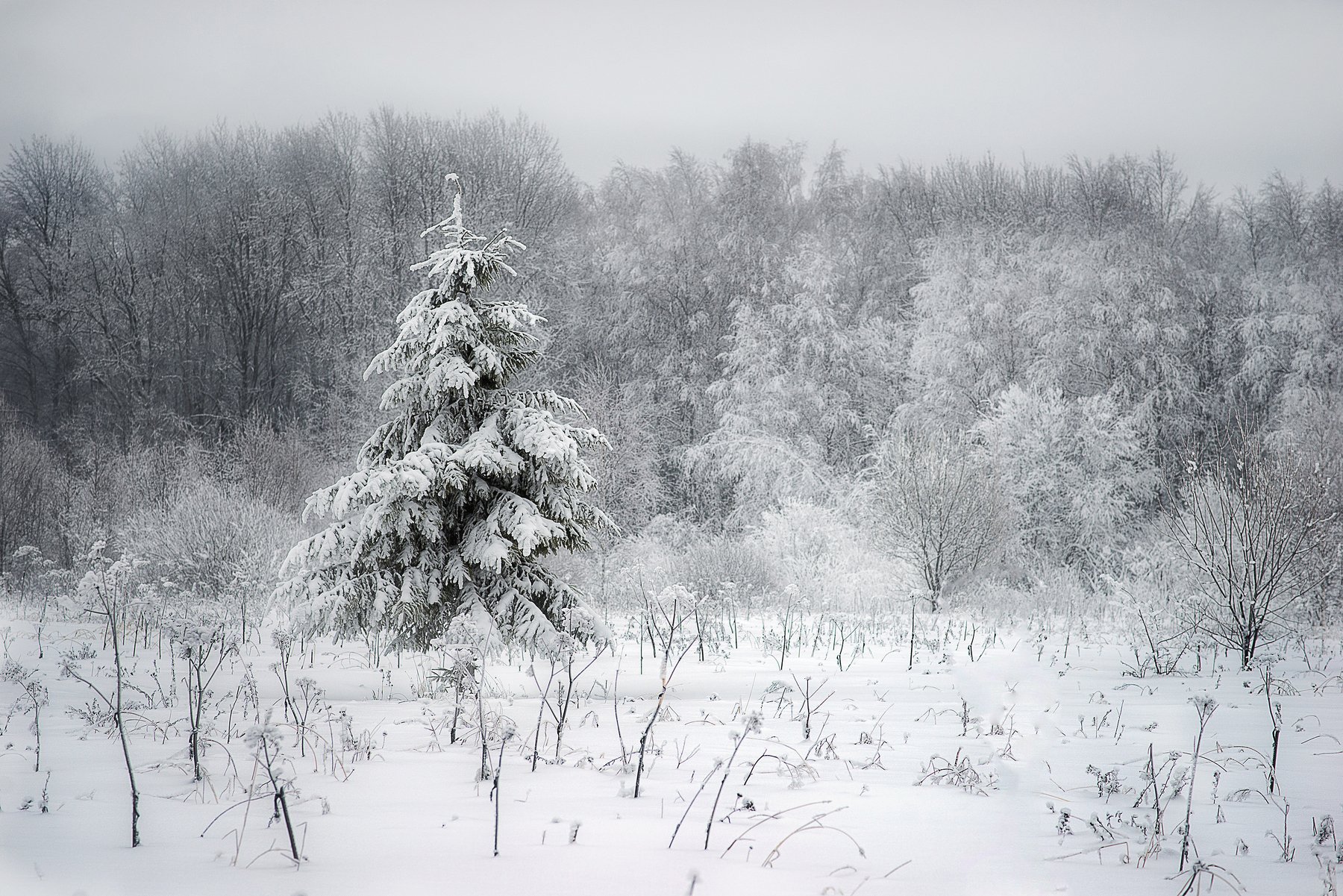 пейзаж, снег, зима, природа, Алексей Бордуков