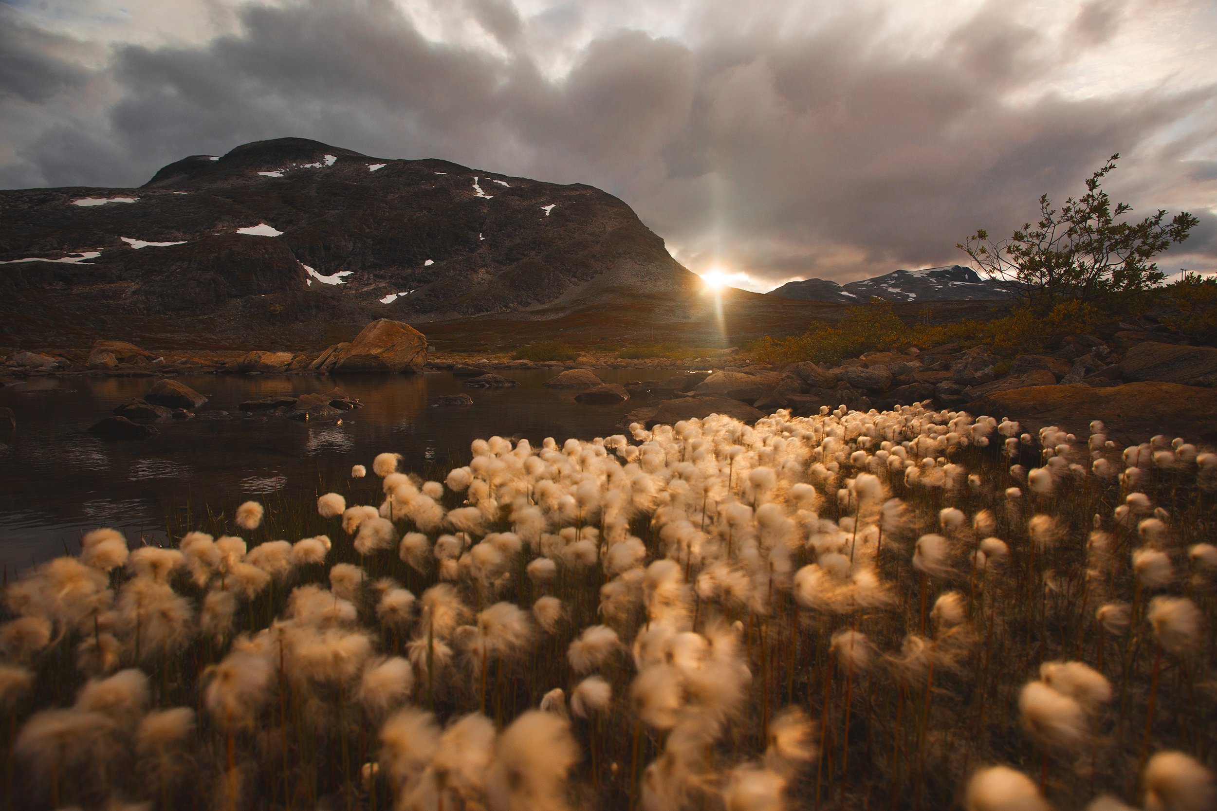 норвегия, озера, закат, скандинавия, цветы, сумерки, пейзаж, Олег Жуков