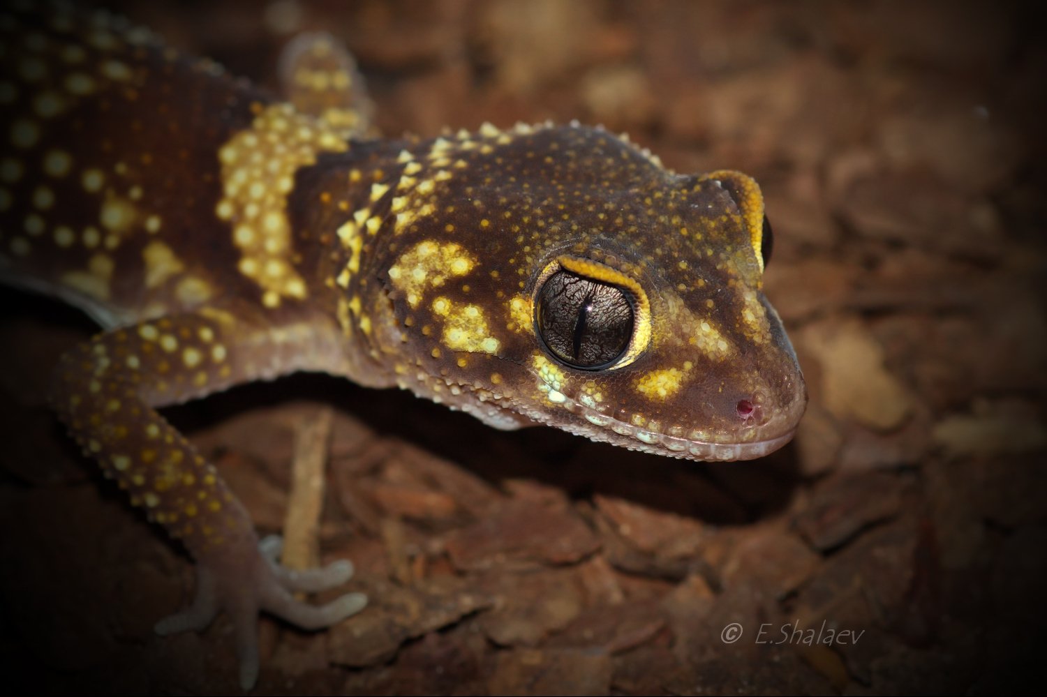 thick-tailed gecko, underwoodisaurus mili, австралийский толстохвостый гекк, геккон, рептилии, ящерица, Евгений