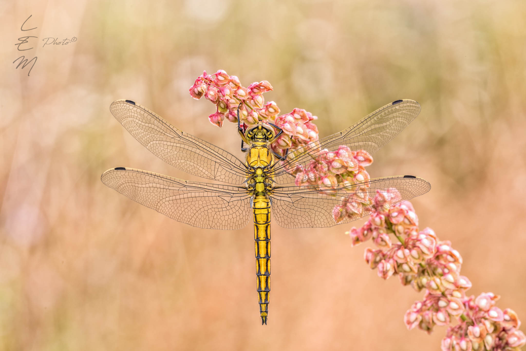 bug, dragonfly, yellow, Orthetrum, cancellatum, Enrico Luzi