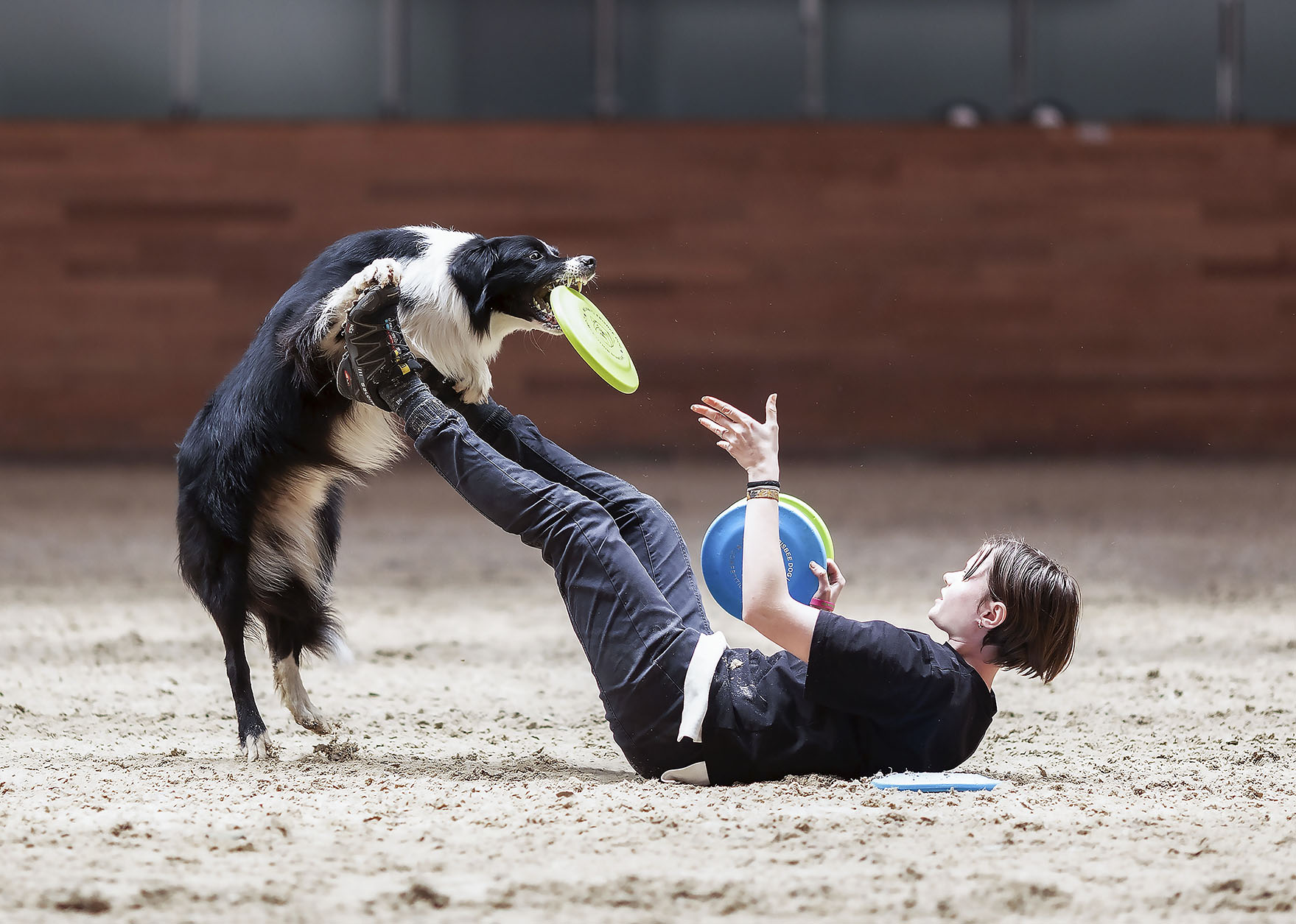 соревнования, спорт, фристайл, competition, dog, sport, Стукалова Юлия