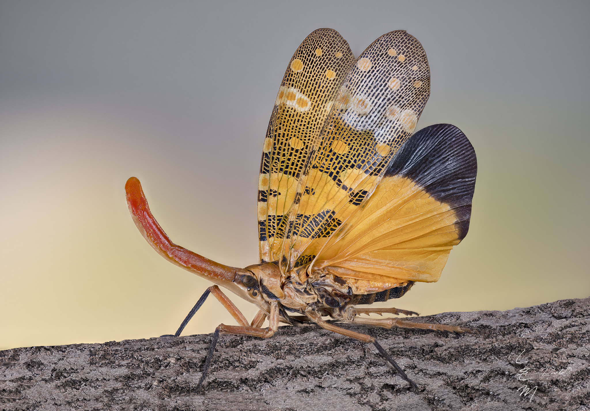 bugs, pyrops, candelaria, , Enrico Luzi