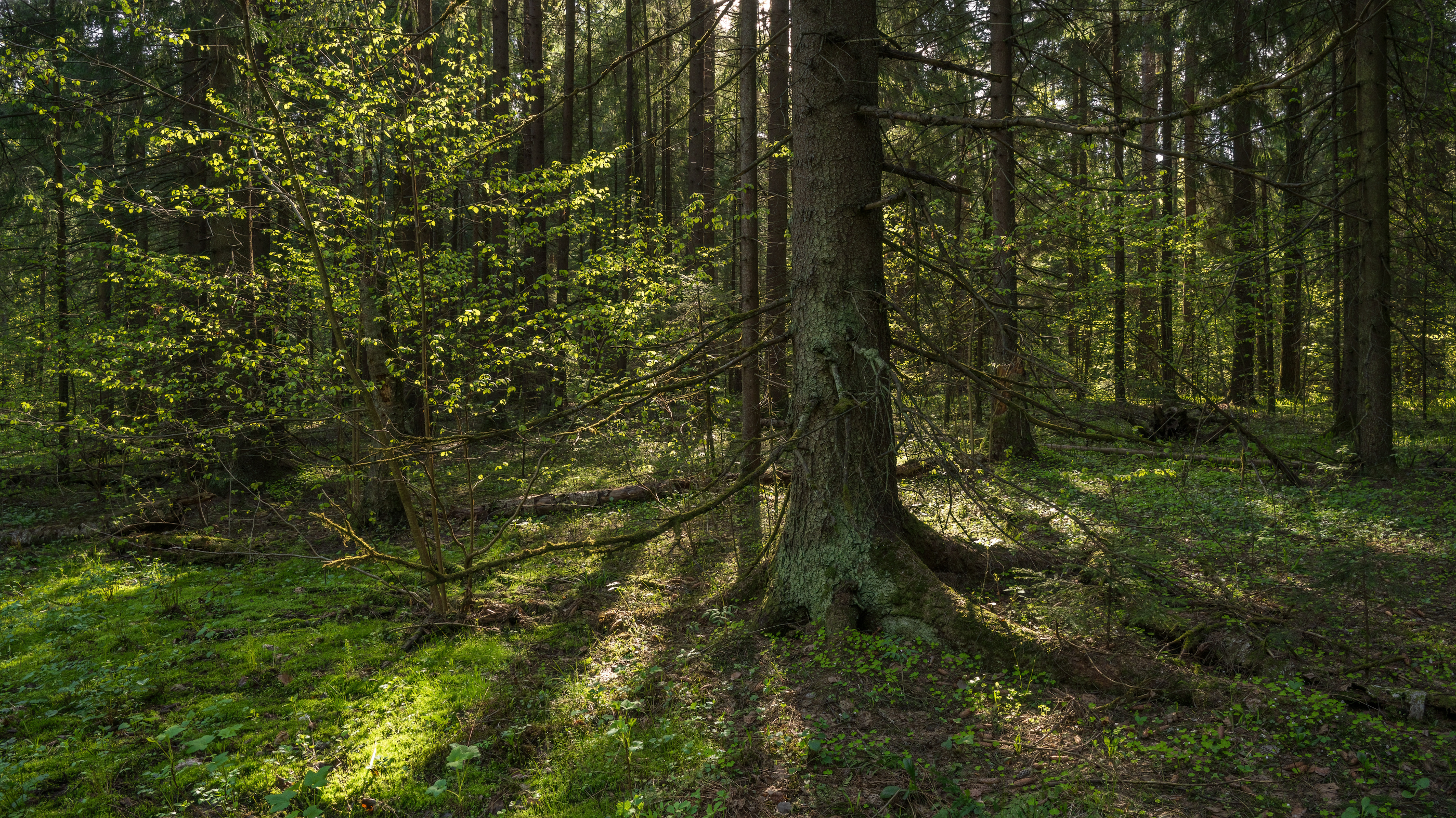 forest, tree, light, foliage, sunlight, spruce, morning, Андрей Козлов