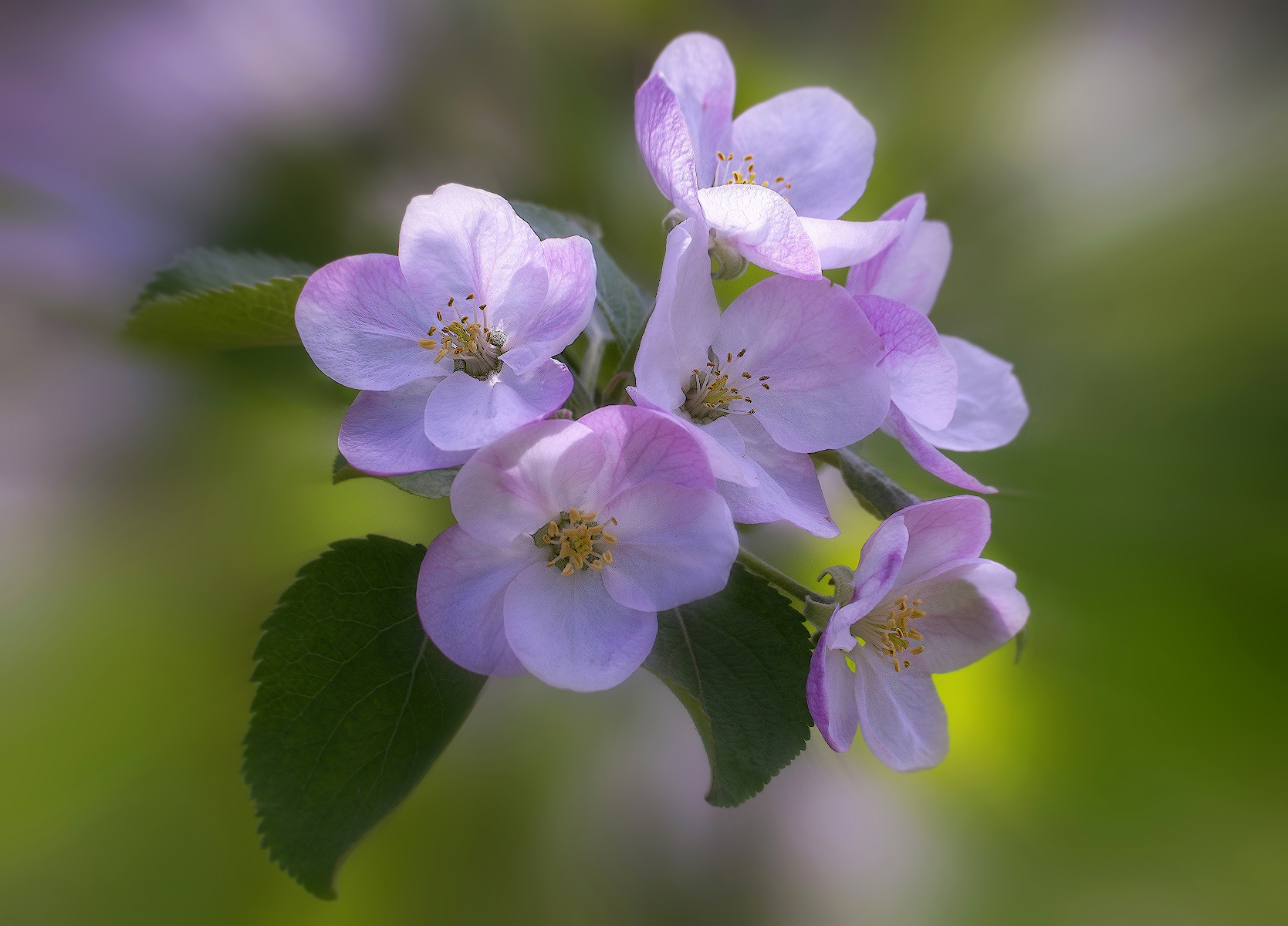 цветение, май , сад, Сергей Аникин