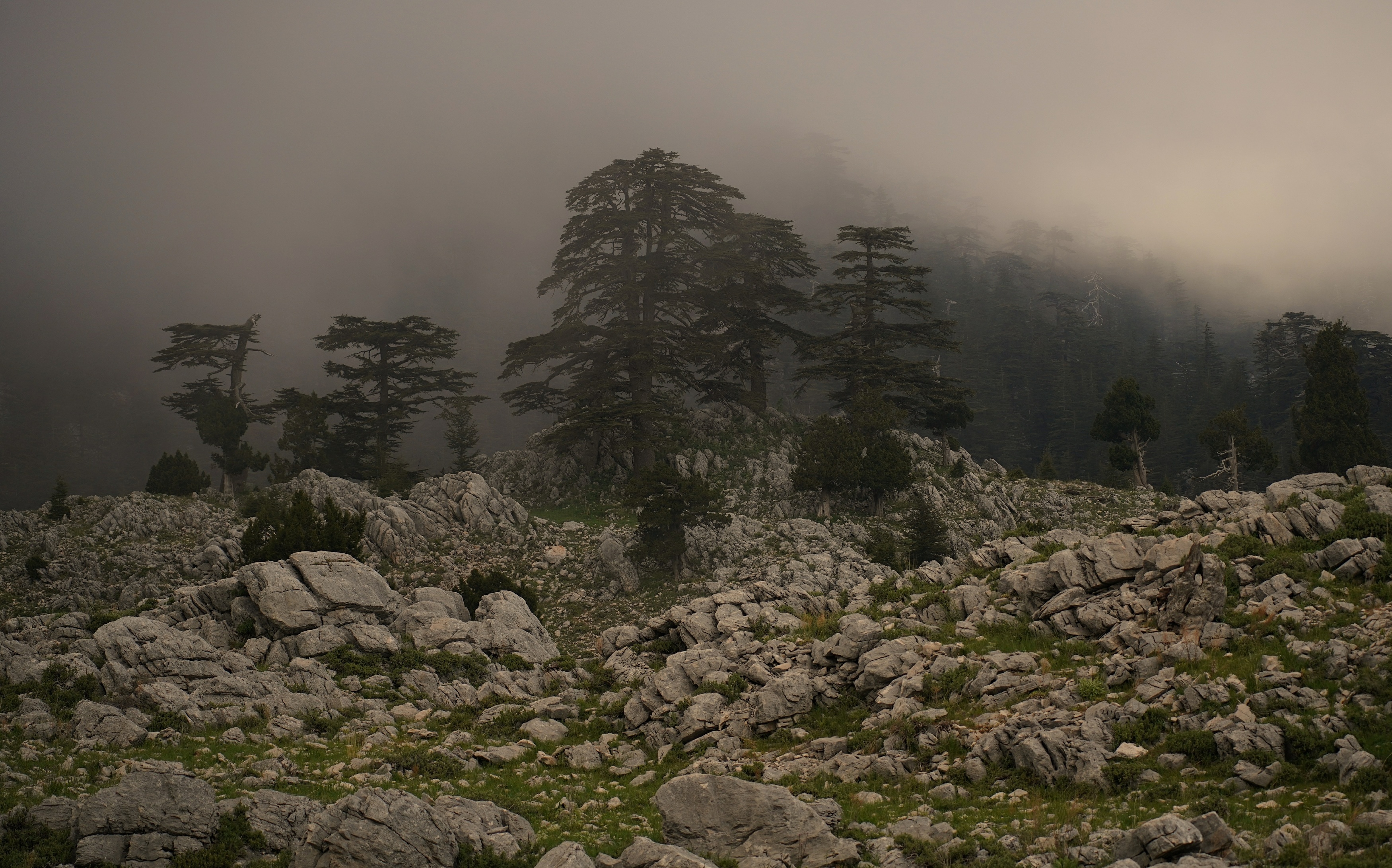 evening, fog, mysticism, evening, tree, stone, landscape,,  Сергей Андреевич