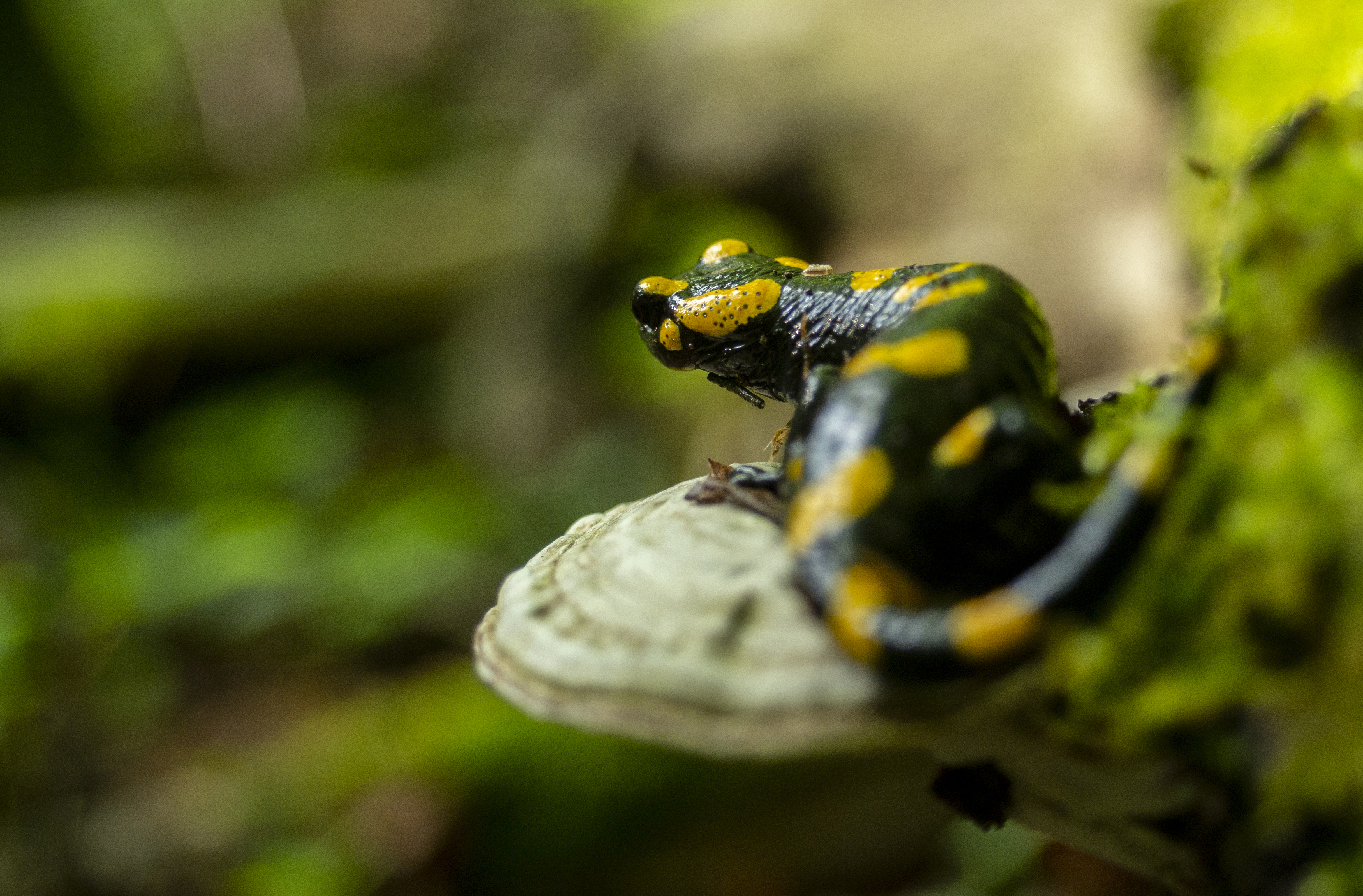 Fire salamander, nature, forest, water, river, amphibians, nature photography, beautiful photography,, PIOTR CZARNIECKI