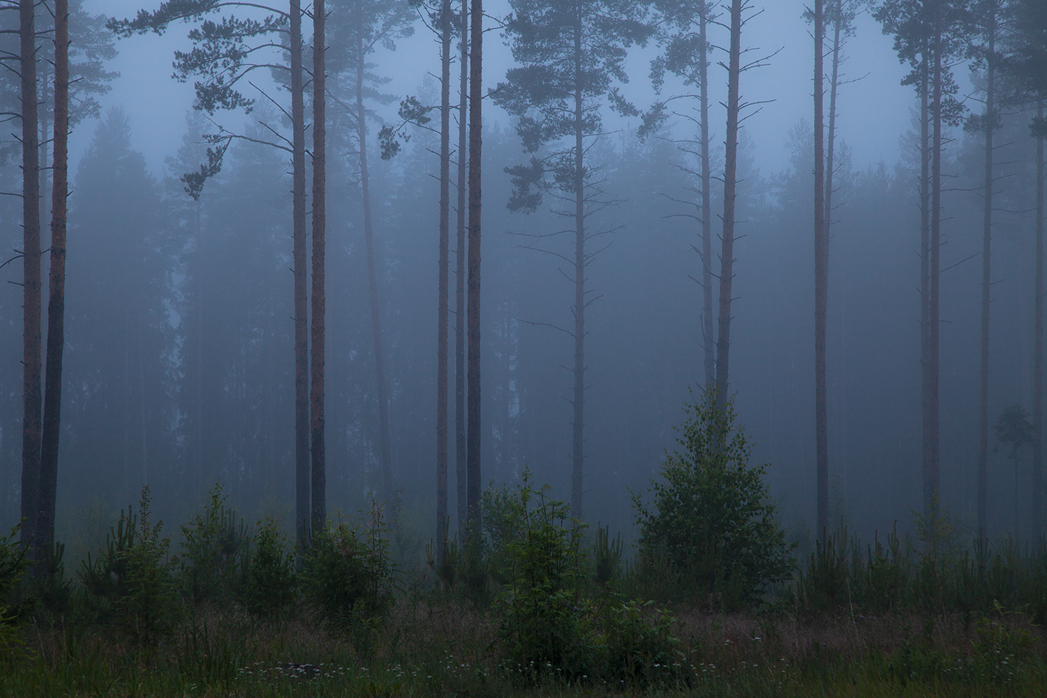 fog, forest, evening, russia, summer, Медведникова Мария