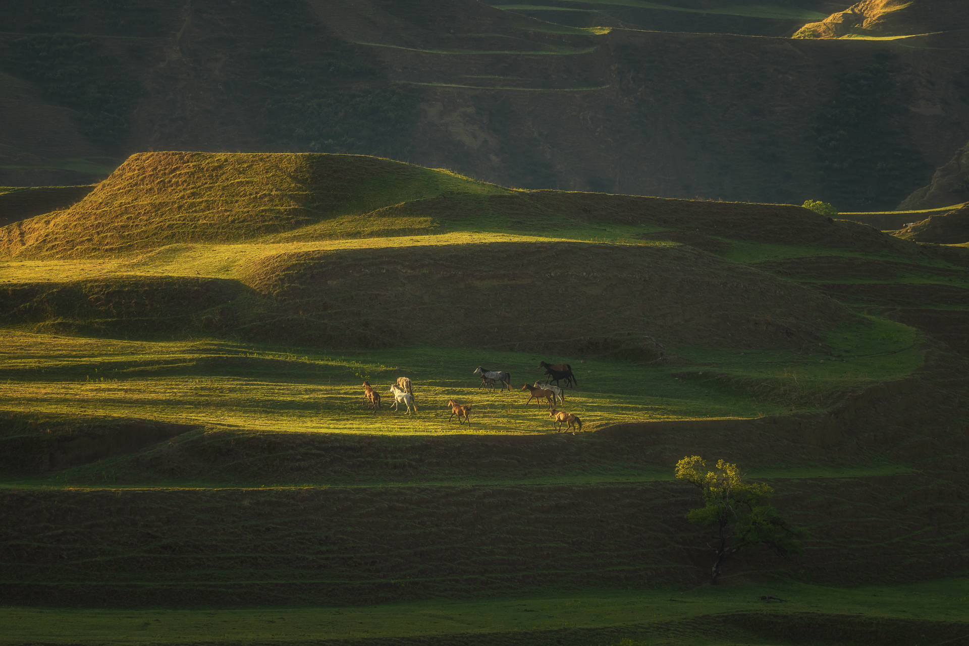 природа террасы лошади пейзаж дагестан nature horses landscape, Юхова Аня