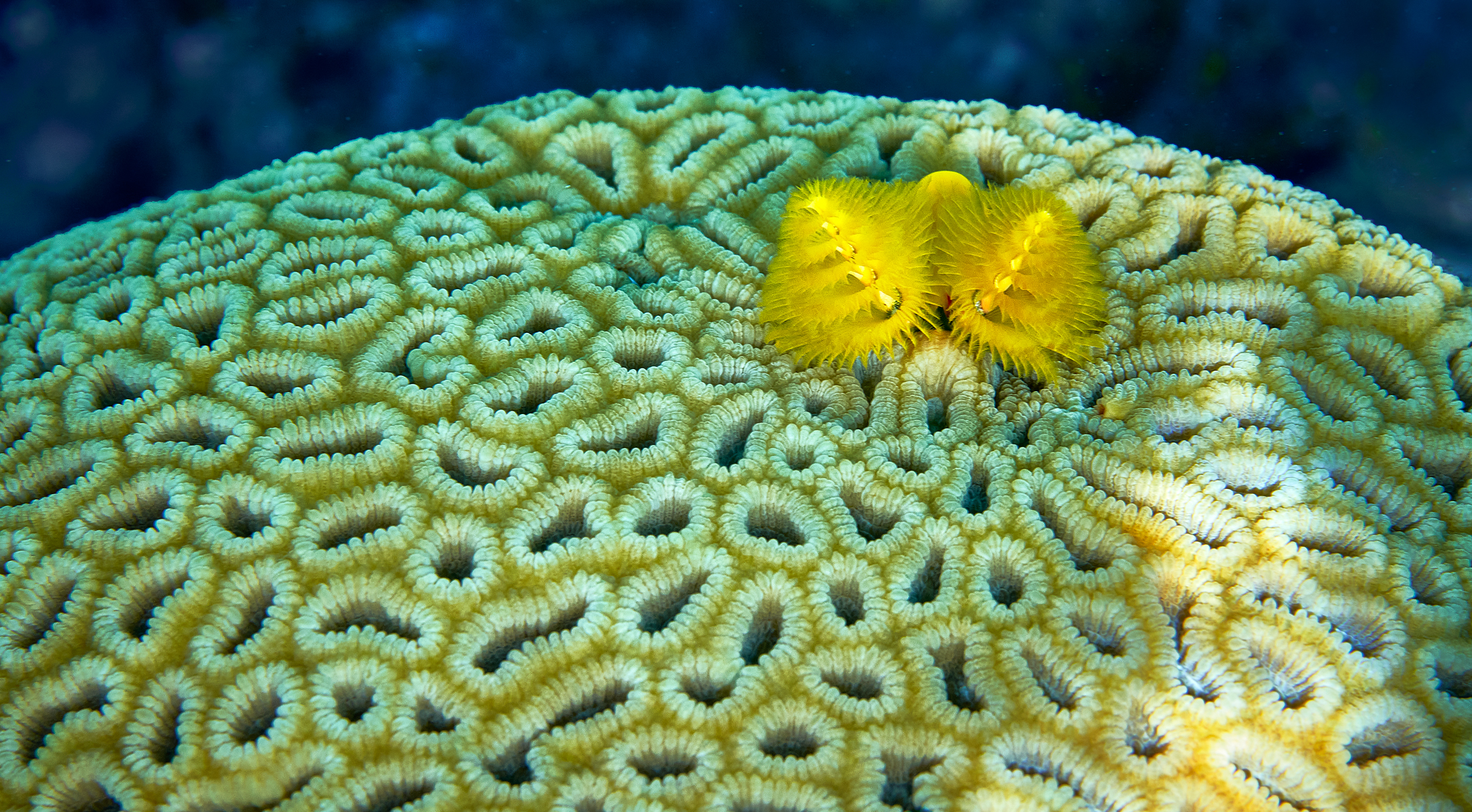 коралловые рифы красного моря,и их обитатели..., Boris Bekelman