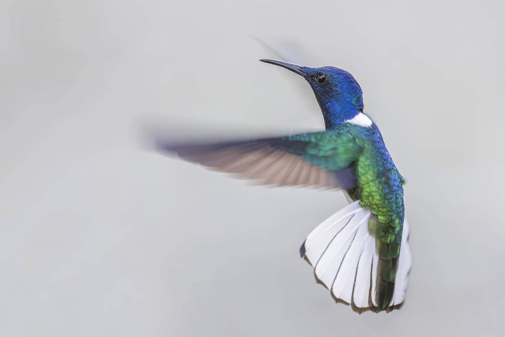 Nature, birds, Hummingbirds, Birds in flight, , Robyn Carter