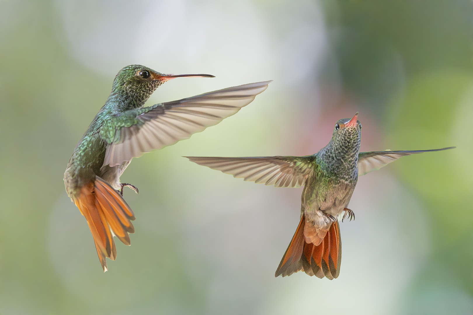 Birds, Hummingbirds, Nature, Birds in Flight, Robyn Carter
