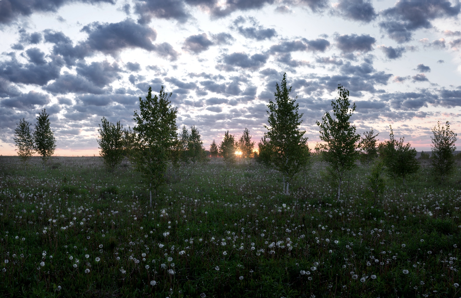 #поле #одуванчики #рассвет #природа #сенево, Баранов Олег