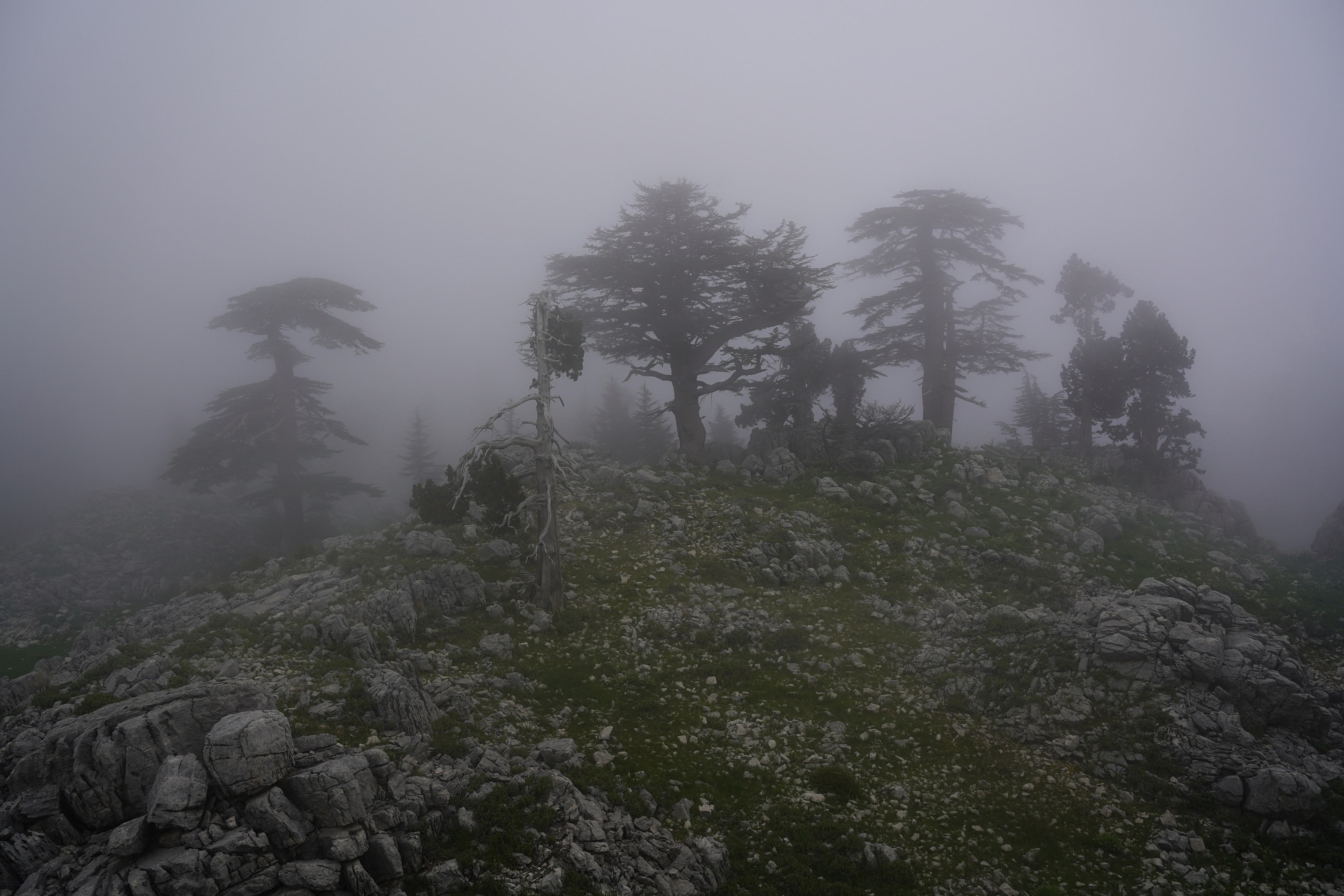 evening, fog, mysticism, evening, tree, stone, landscape,  Сергей Андреевич