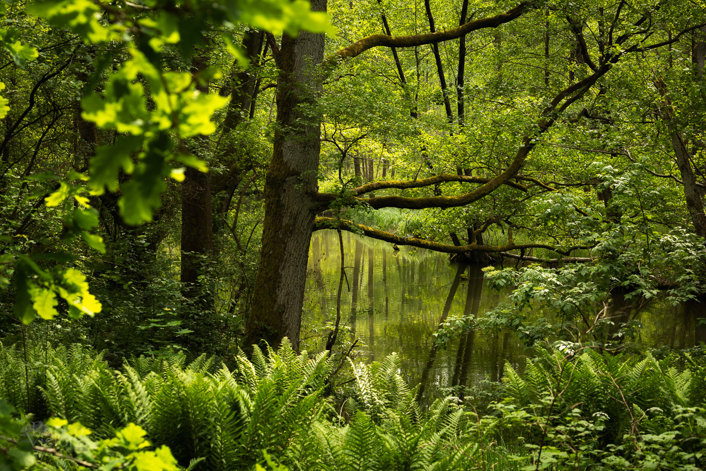 forest,river,trees,nature,green,summer,plants,woods,woodland, Photo Visions