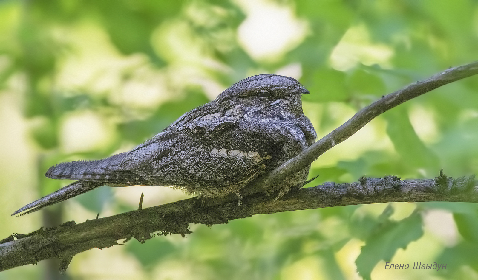 bird of prey, animal, birds, bird,  animal wildlife,  nature,  animals in the wild, птицы, птица, european nightjar, козодой, обыкновенный козодой, Елена Швыдун