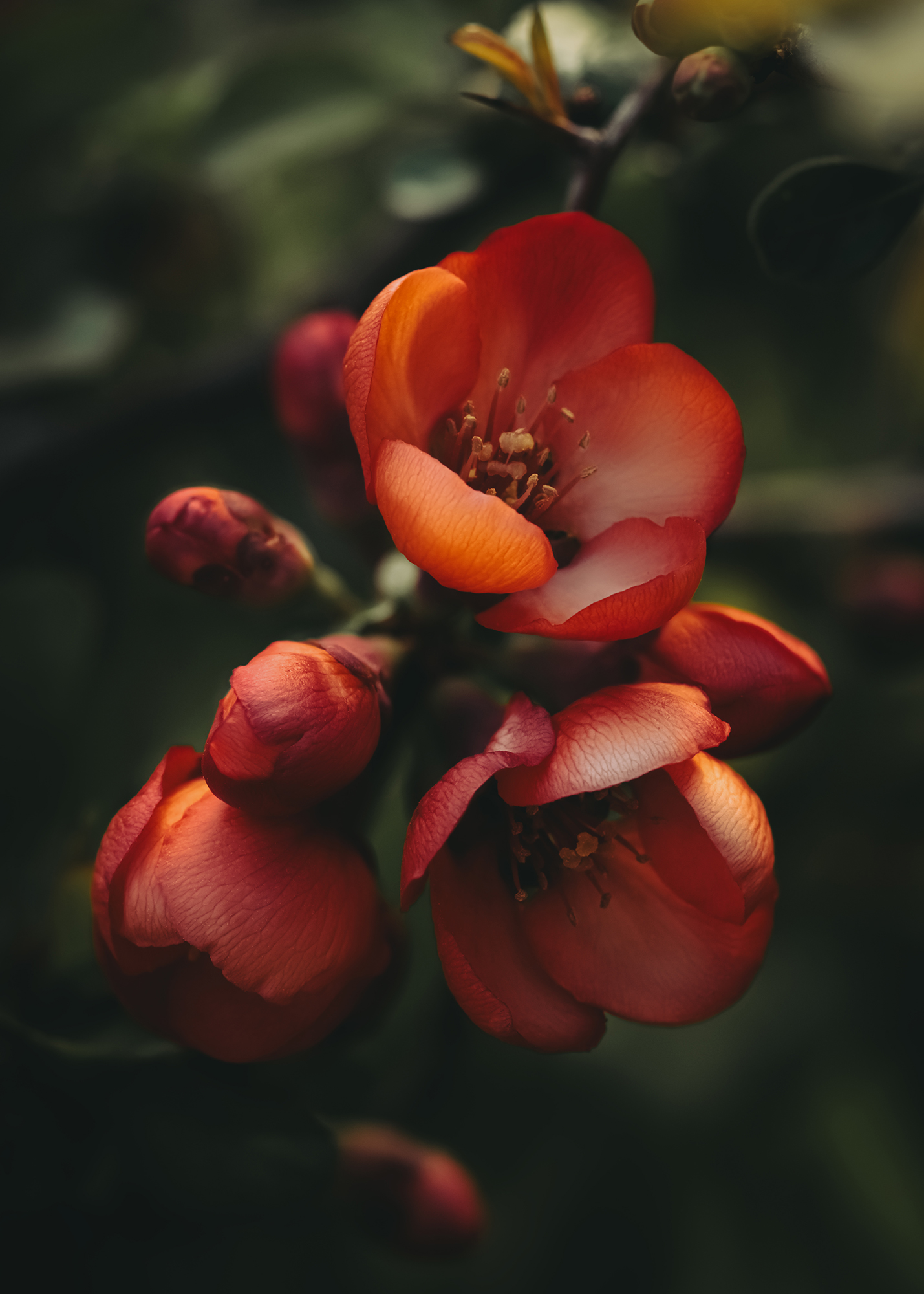 quince, айва, blooms, blooming, blossoms,  Eirene