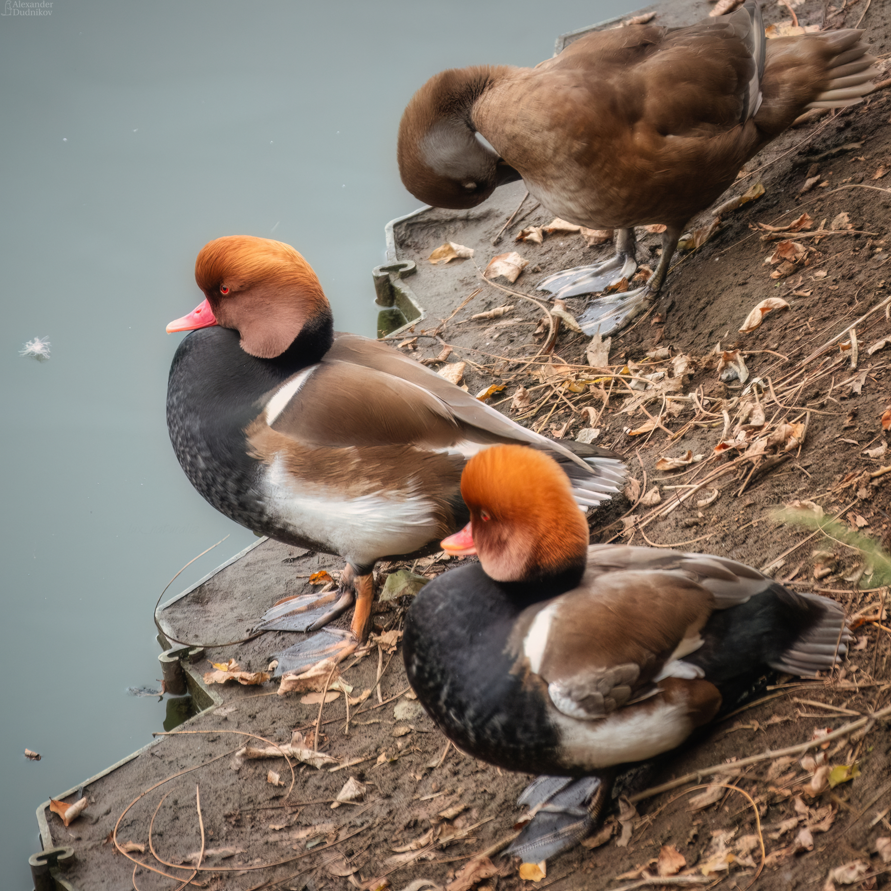 животные, птицы, портрет животного, водоплавающие, нырок, нырки, animals, birds, animal portrait, aves, pochard, Дудников Александр