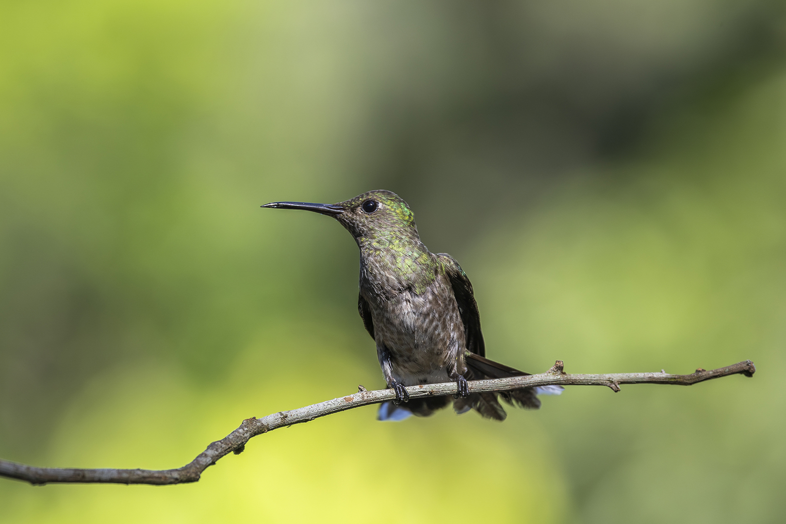 Birds, Hummingbirds, Nature, Robyn Carter