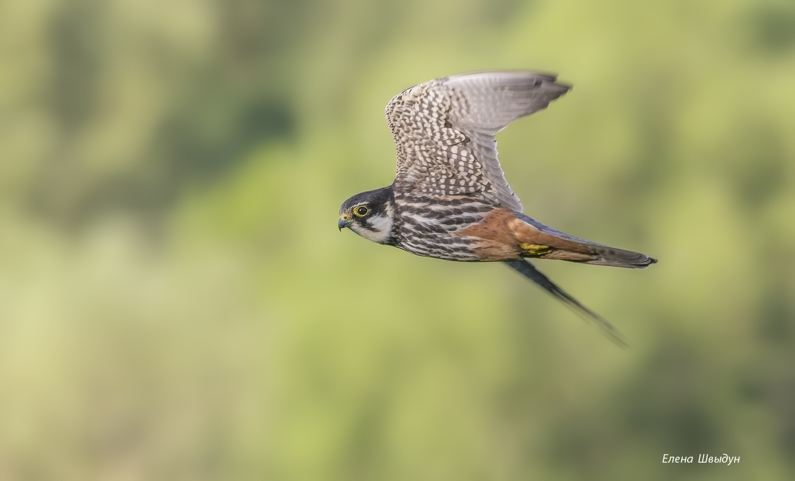 bird of prey, animal, birds, bird, animal wildlife, nature, animals in the wild, птицы, птица, чеглок, eurasian hobby, Елена Швыдун