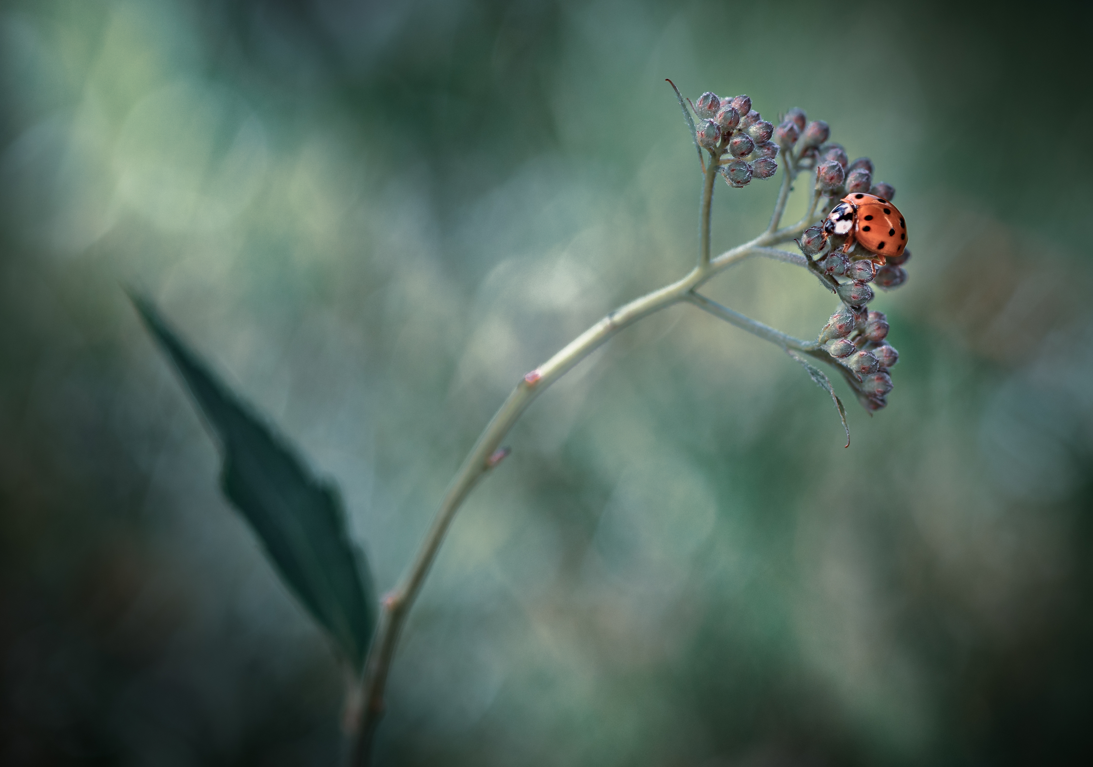 ladybug, beetle, insect, flower, macro, bugs, ladybird,, Atul Saluja