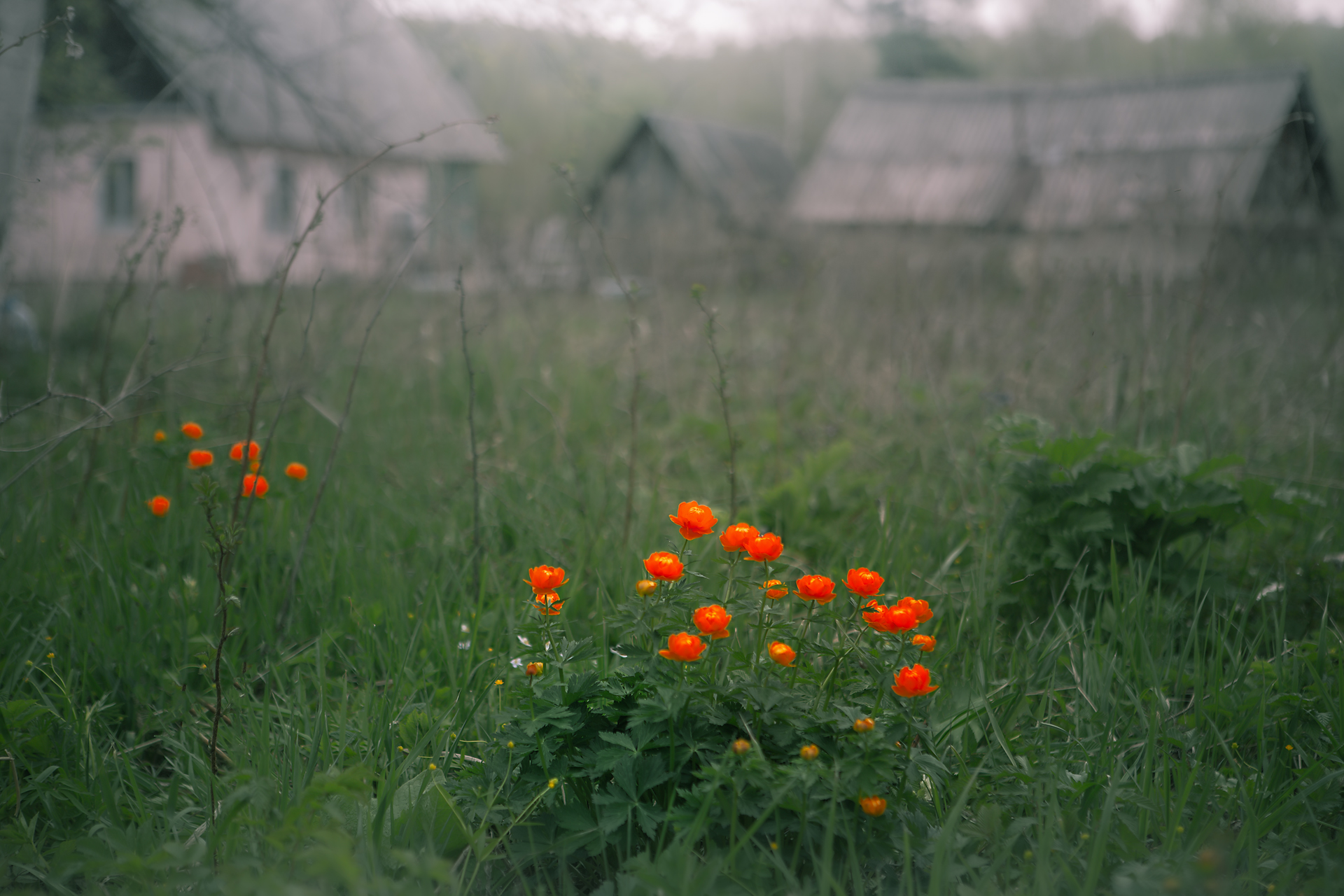 nature landscape flowers spring, Холудеев Виктор