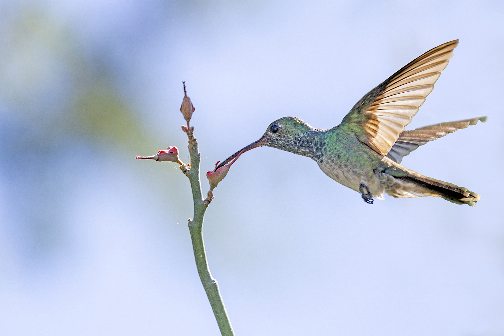 Birds, Hummingbirds, Birds in Flight, Nature, Robyn Carter