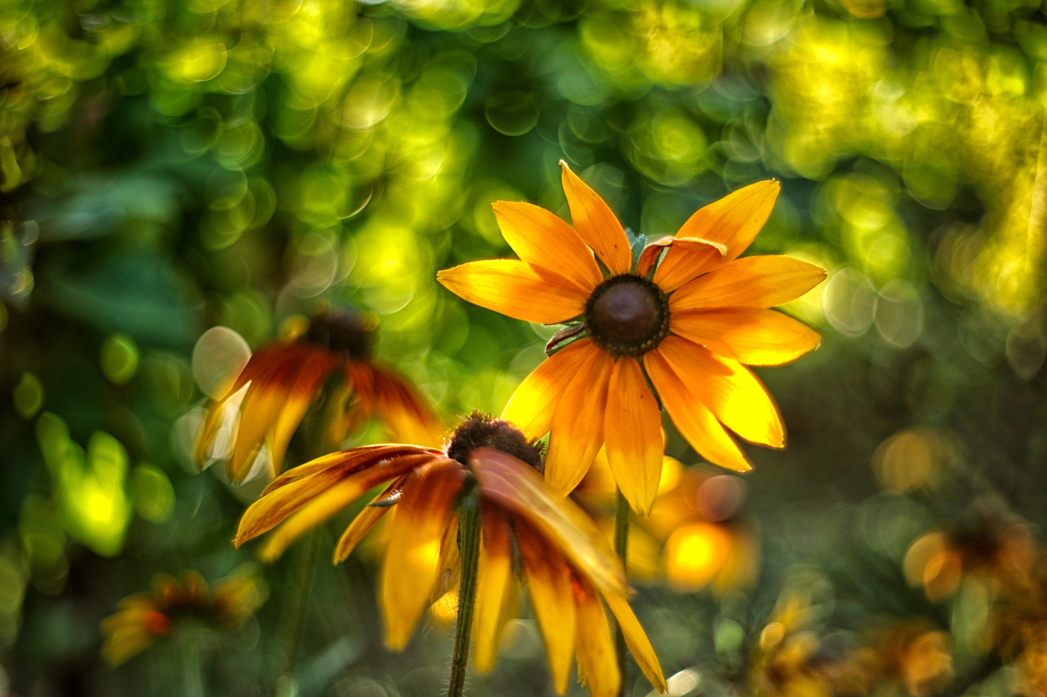 цветы, гелиос, рудбекия, summer, warm, evening, flowers, Стасов Виталий