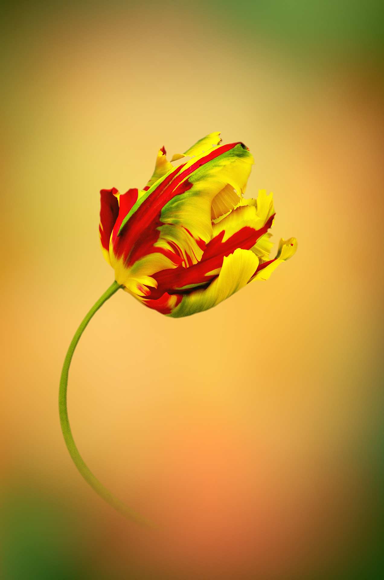 color, colors, concept, conceptual, flower, flowers, nature, parrot, photography, portrait, tulip, tulips,, Dr Didi Baev