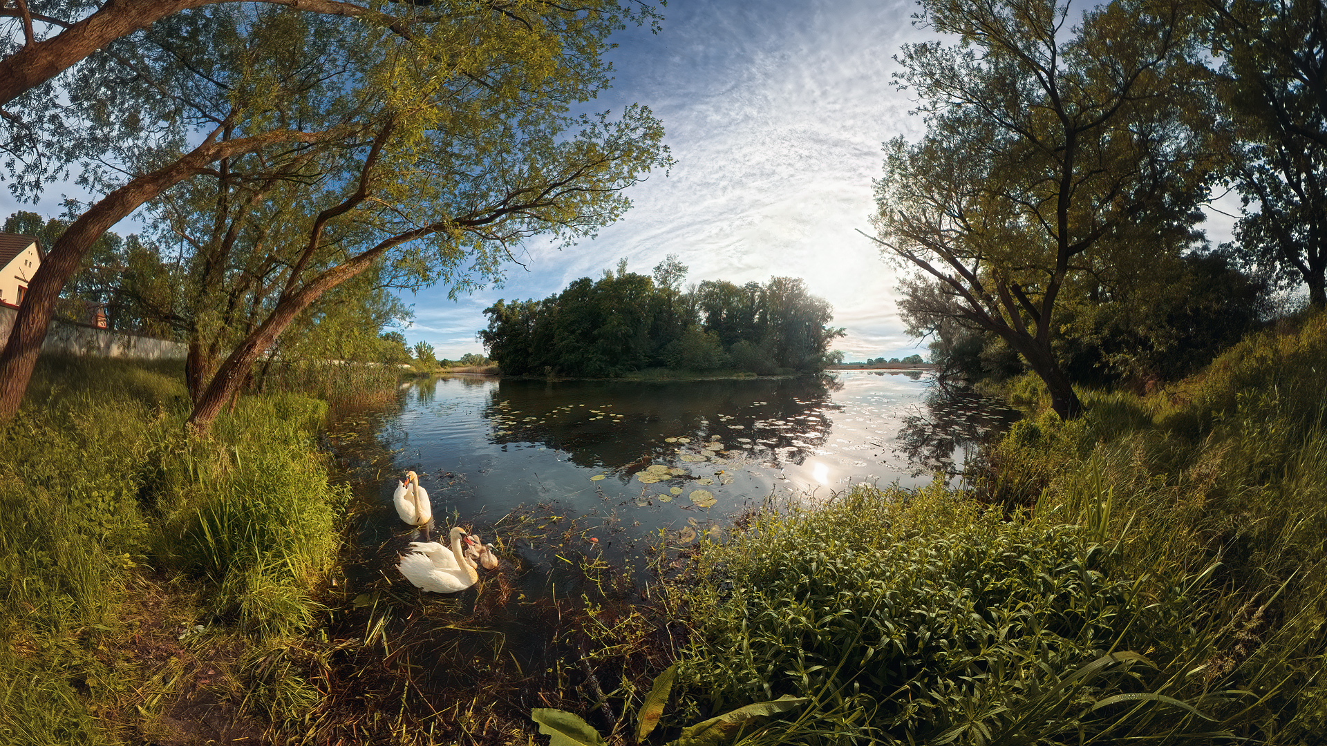 landscape, oxbow, lake, birds, nature, mute swans,water,, Wojciech Grzanka