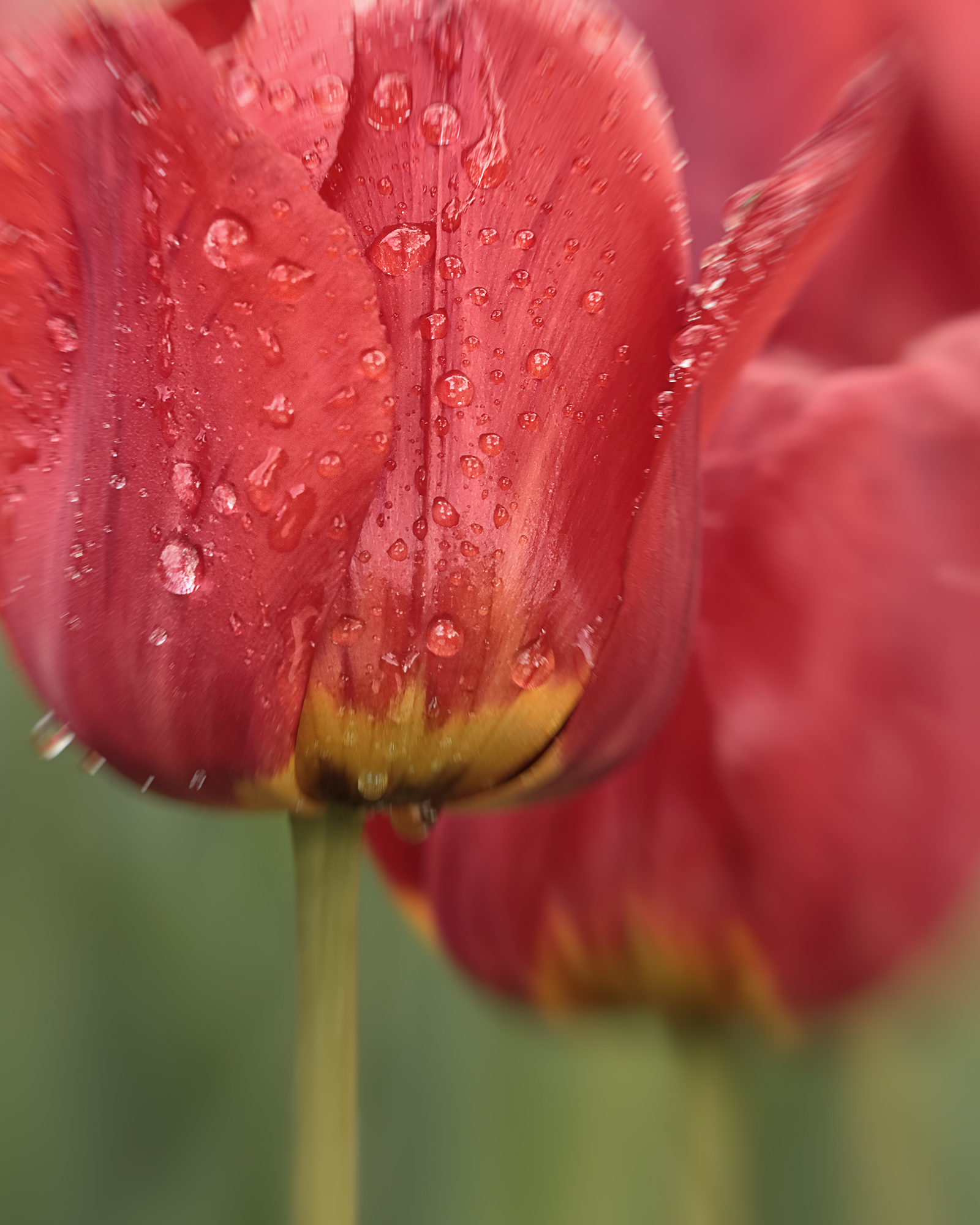 tulip, flower, тюльпан,  Eirene