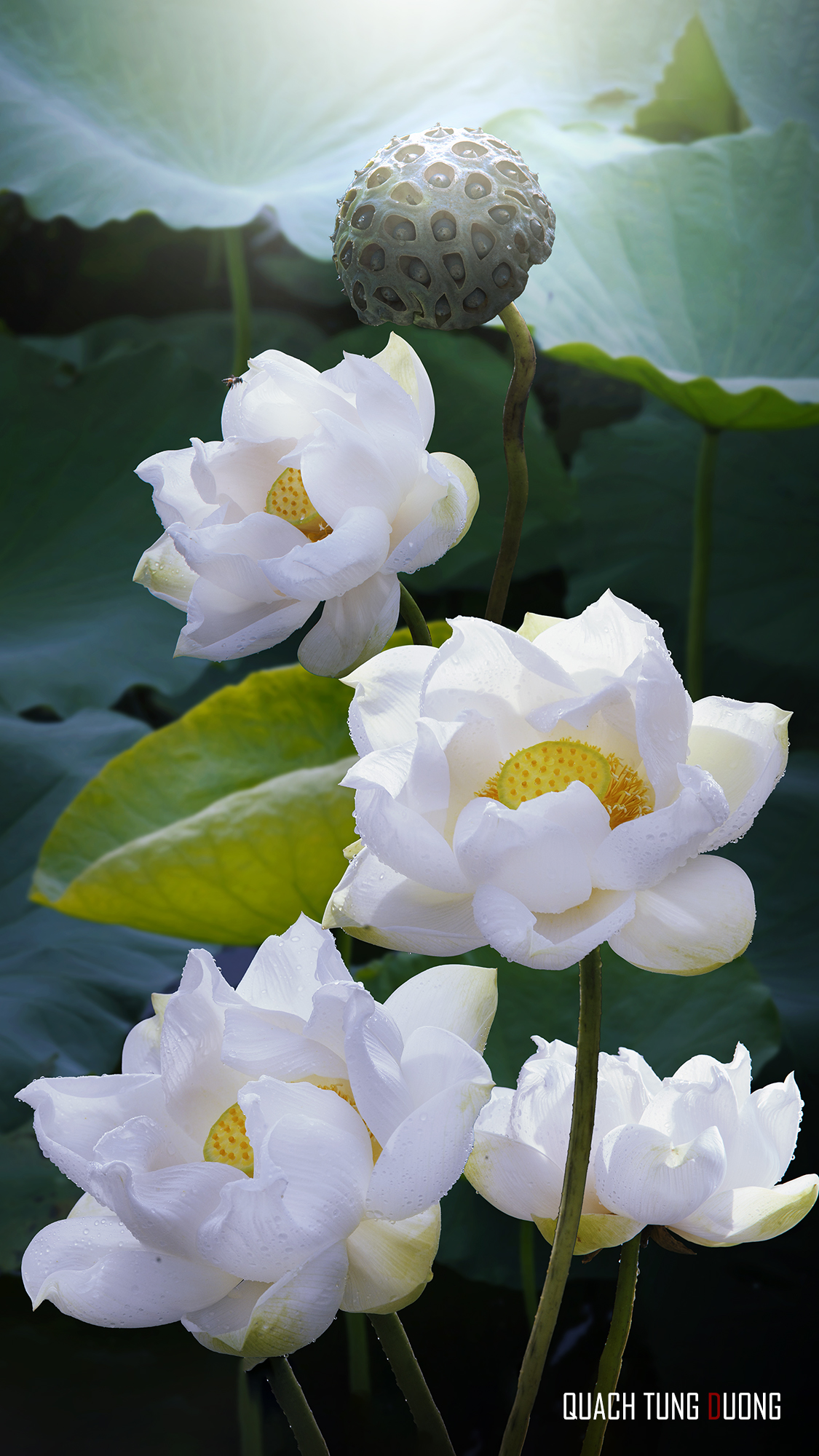 lotus, Duong Quach