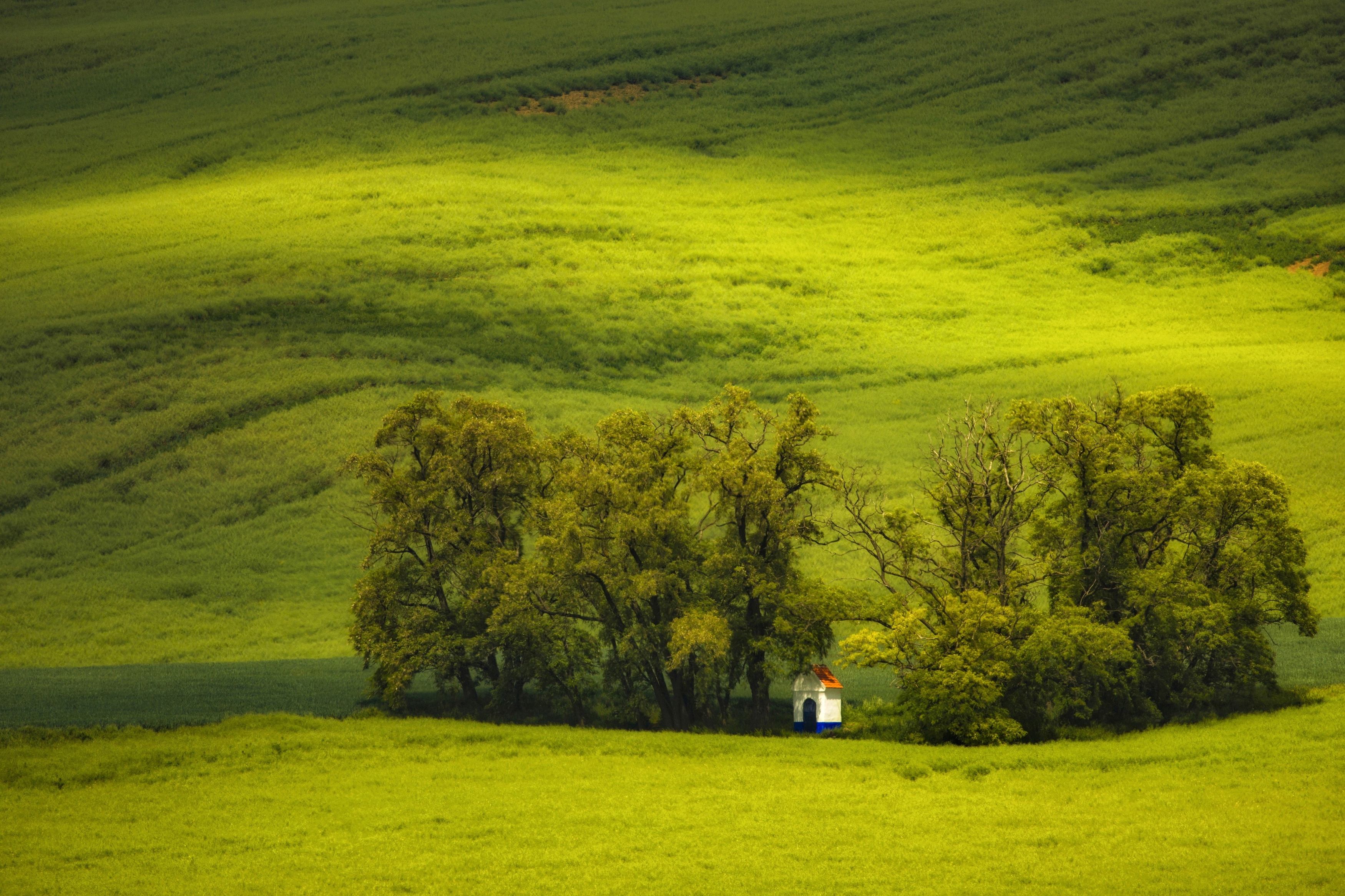 Tree, Agricultural, Landscape, Moravia, Green, Fields, Rural, Moravske-toskansko, Damian Cyfka