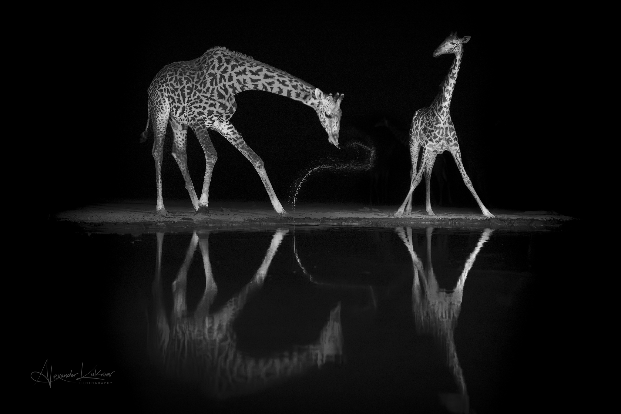 жираф,кения,ночь, Александр Кукринов