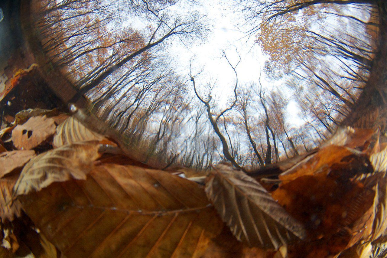 Листья, Осень, Подводная съемка, Никифоров Егор