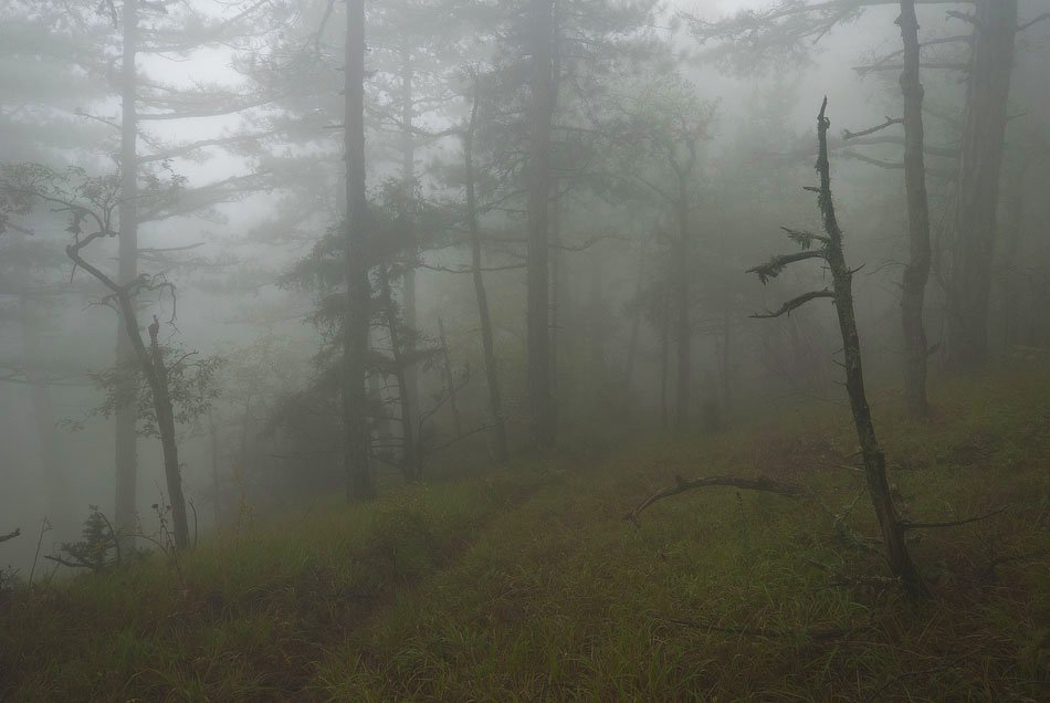 , Саша  Вайсберг / Waldschnepfe /