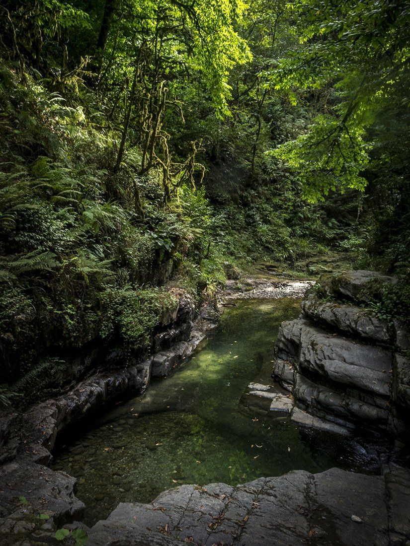 Вода, Лес, Лето, Антон