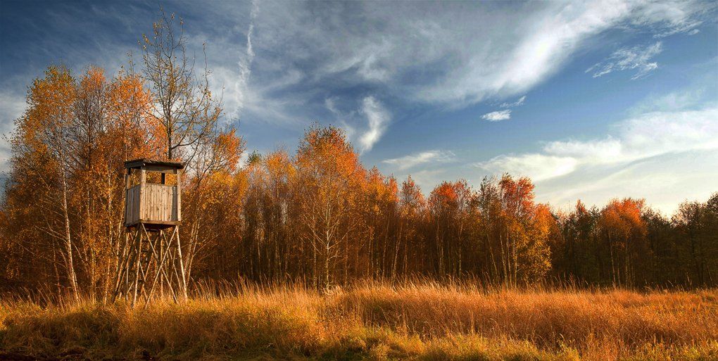 Autumn, Forest, Landscape, Leaves, Nikon, Poland, Polska, Tomek Jungowski