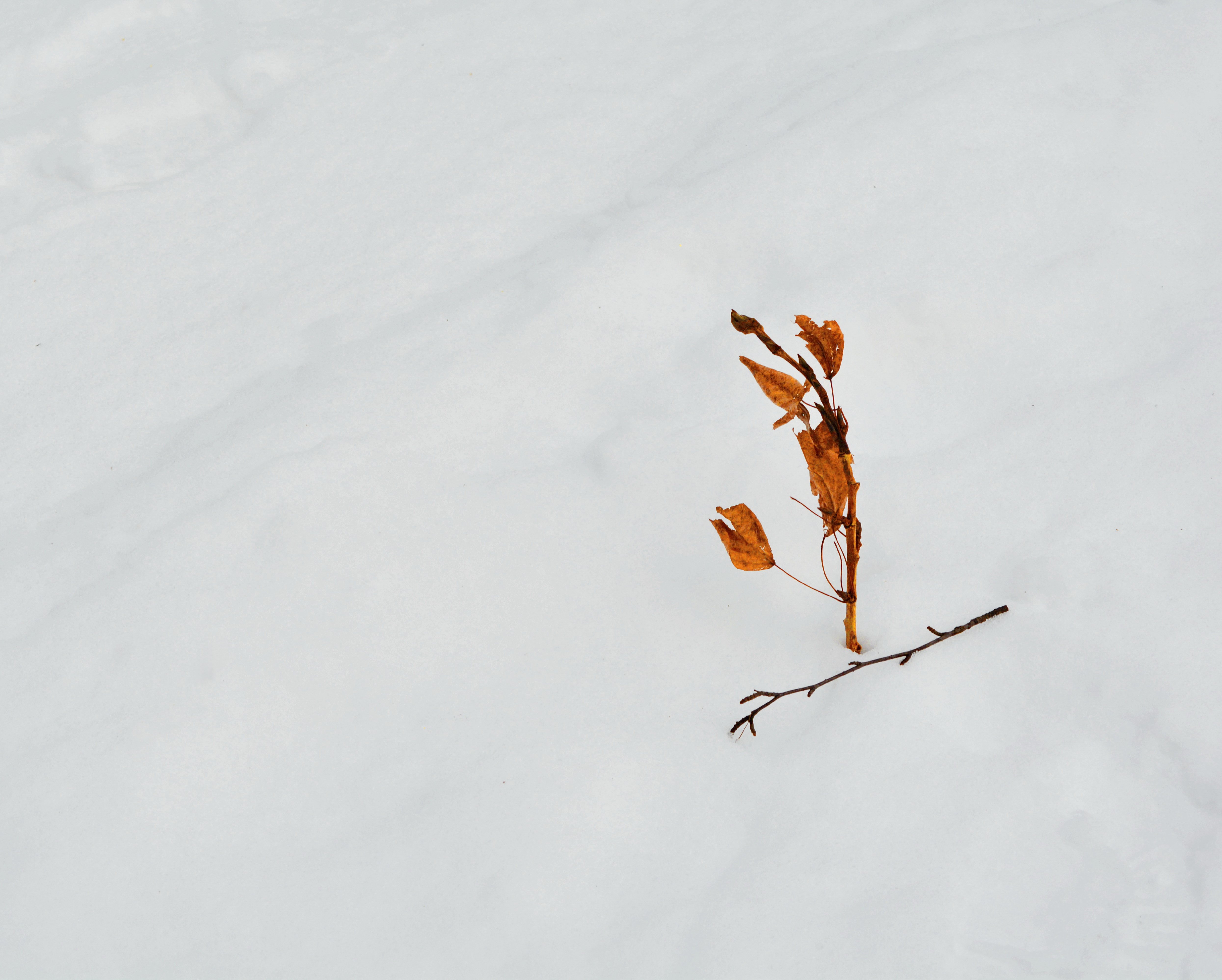 минимализм., парк., ветка., снег.листья., Марина Никулина