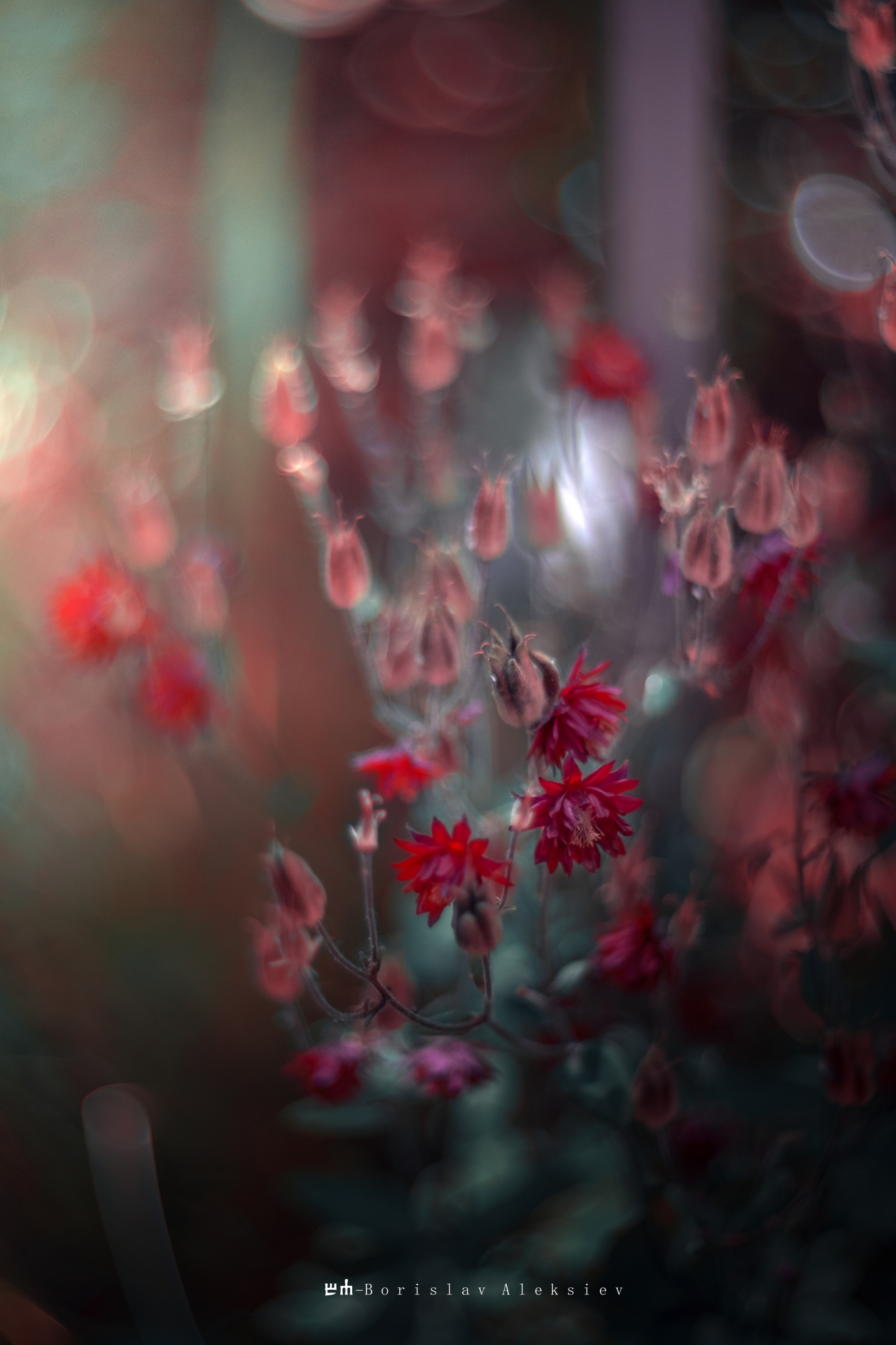 red,light.nature,dark,bokeh,exterior,flower,tree,plant,, Алексиев Борислав