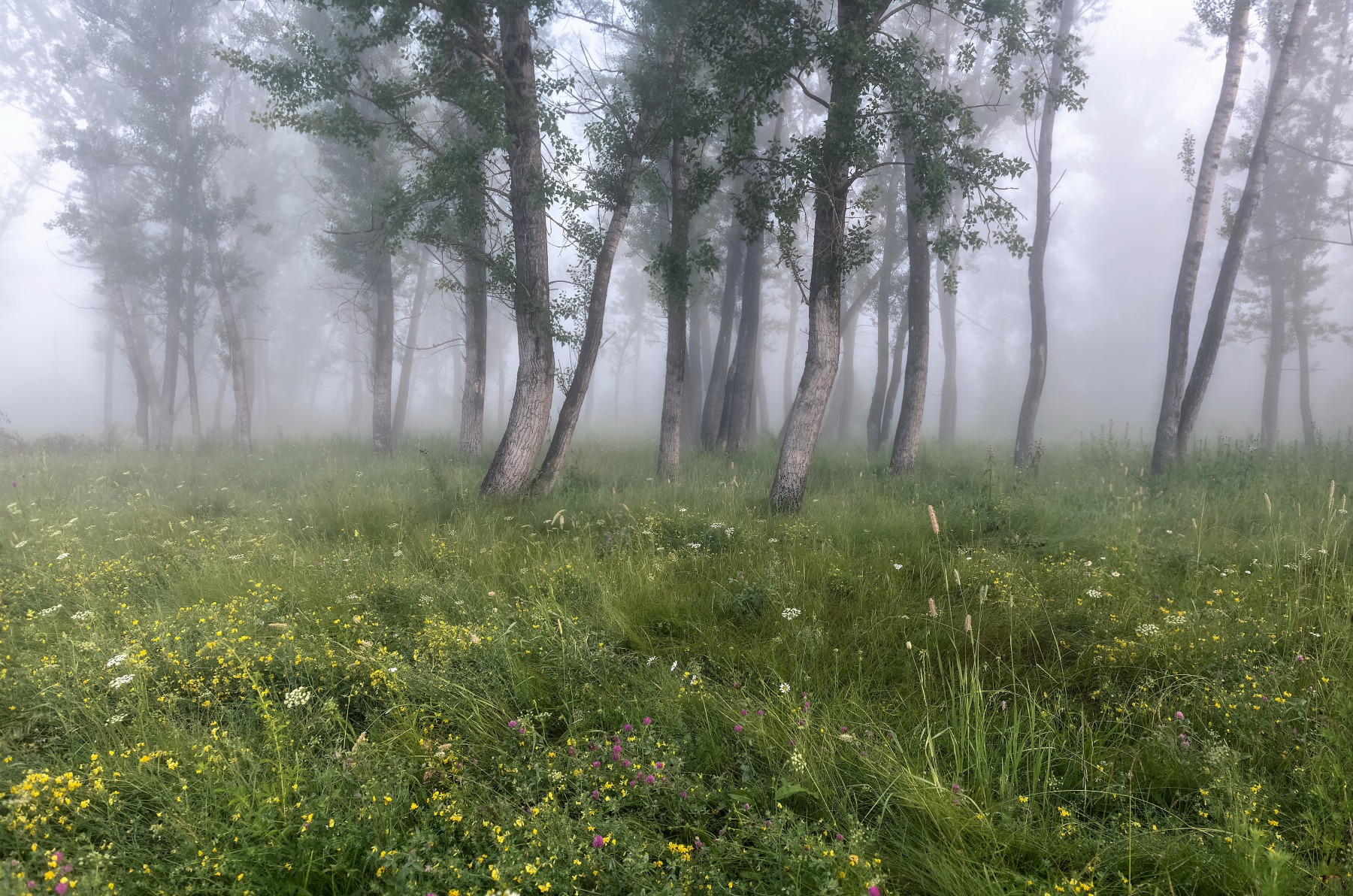 утро, туман, лес, сибирь, лесные цветы, Фомина Марина