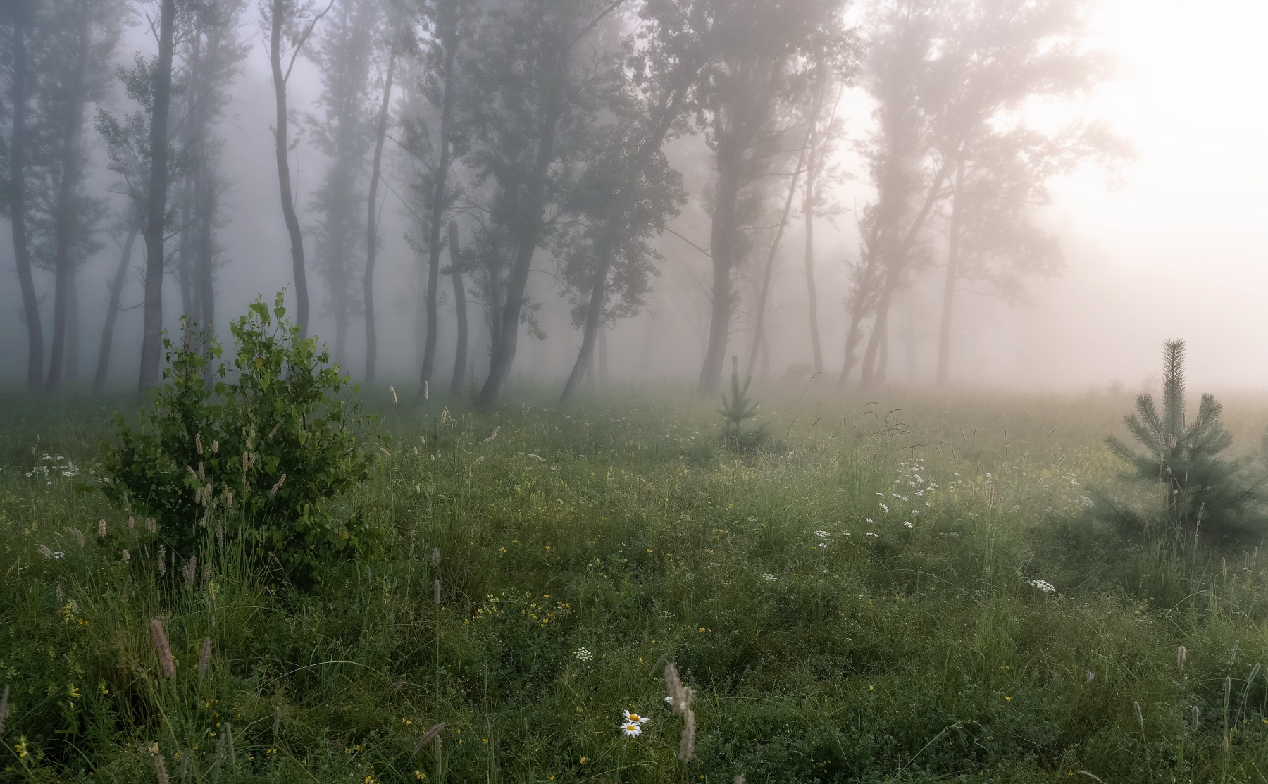 Утро, туман, лес, сибирь, лесные цветы, Фомина Марина