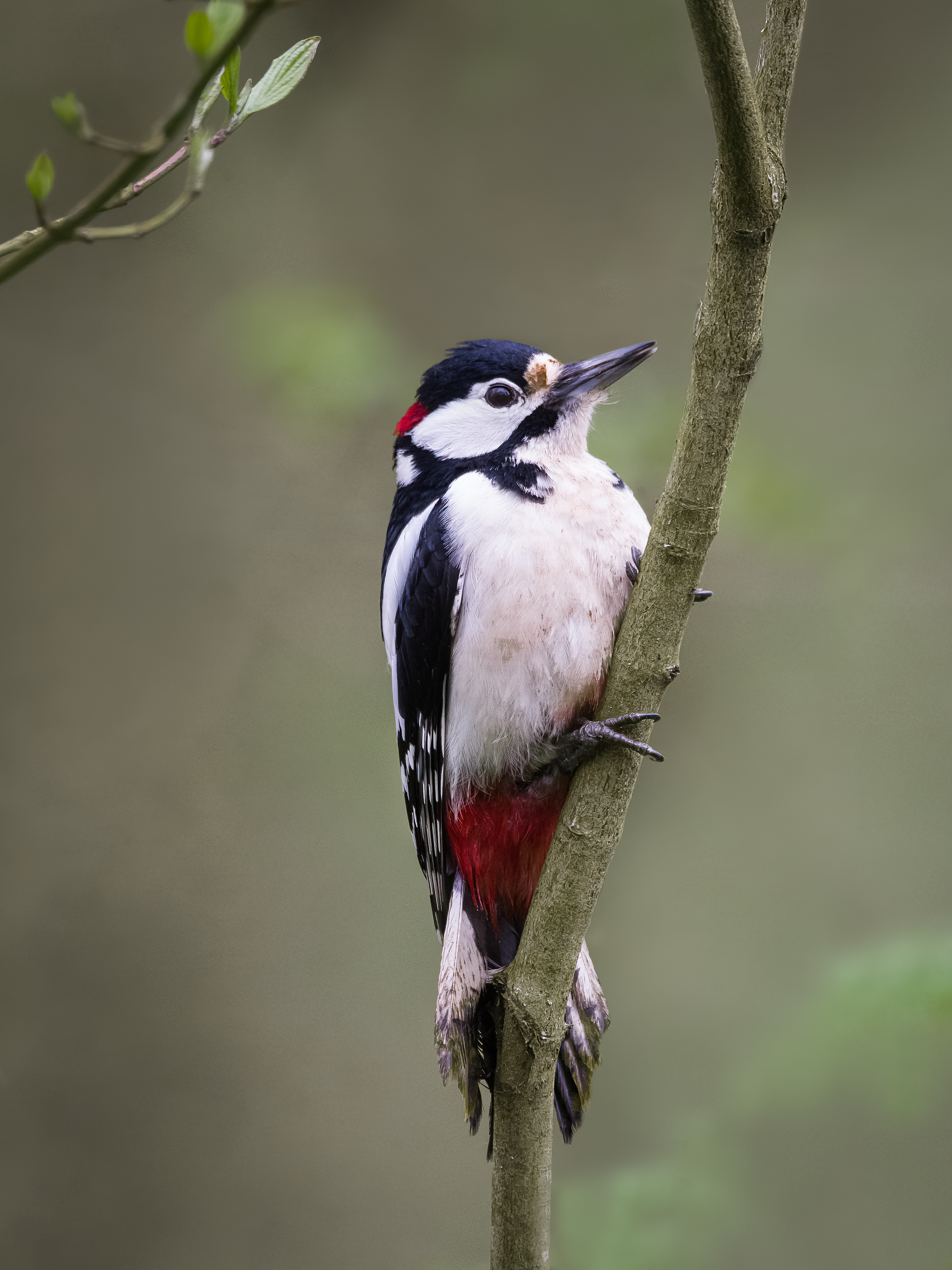 Wildlife, bird, birdphotography, woodpecker, Golemac Bruno