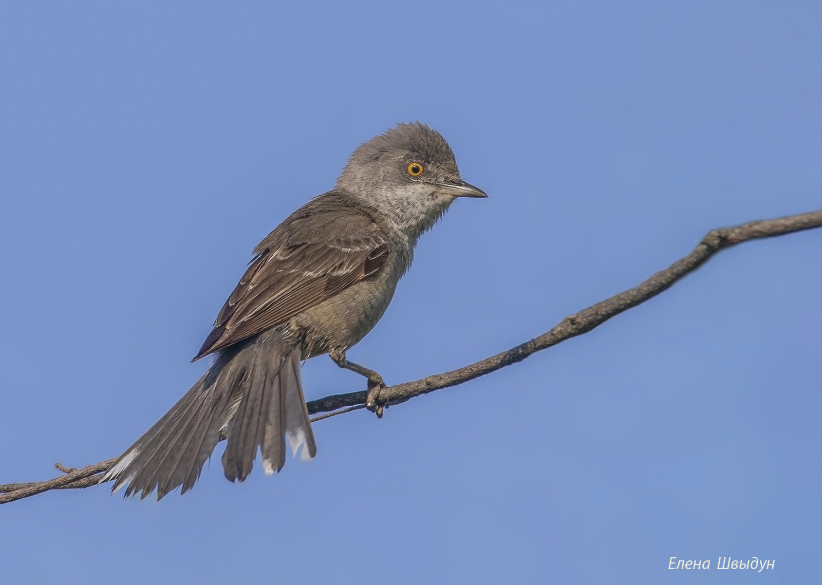 bird of prey, animal, birds, bird, animal wildlife, nature, barred warbler, птицы, птица, ястребиная славка, Елена Швыдун