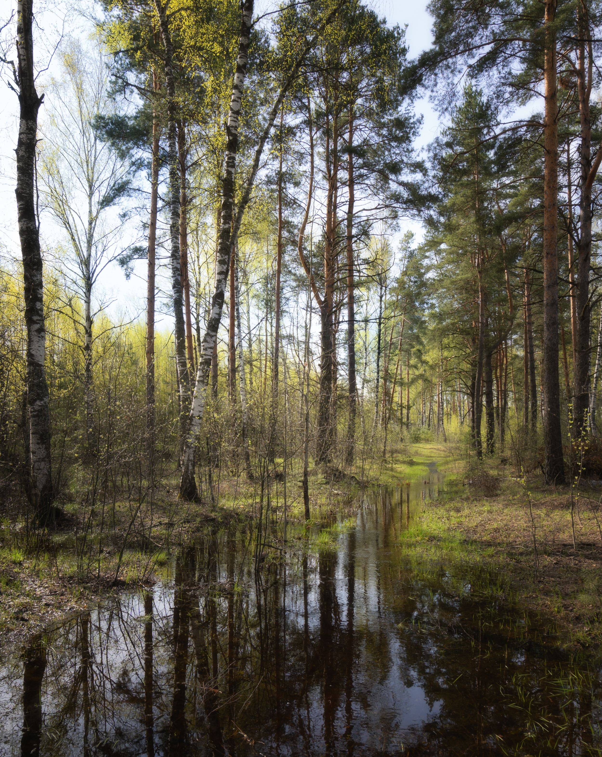 весна деревья ручей, Колесов Андрей